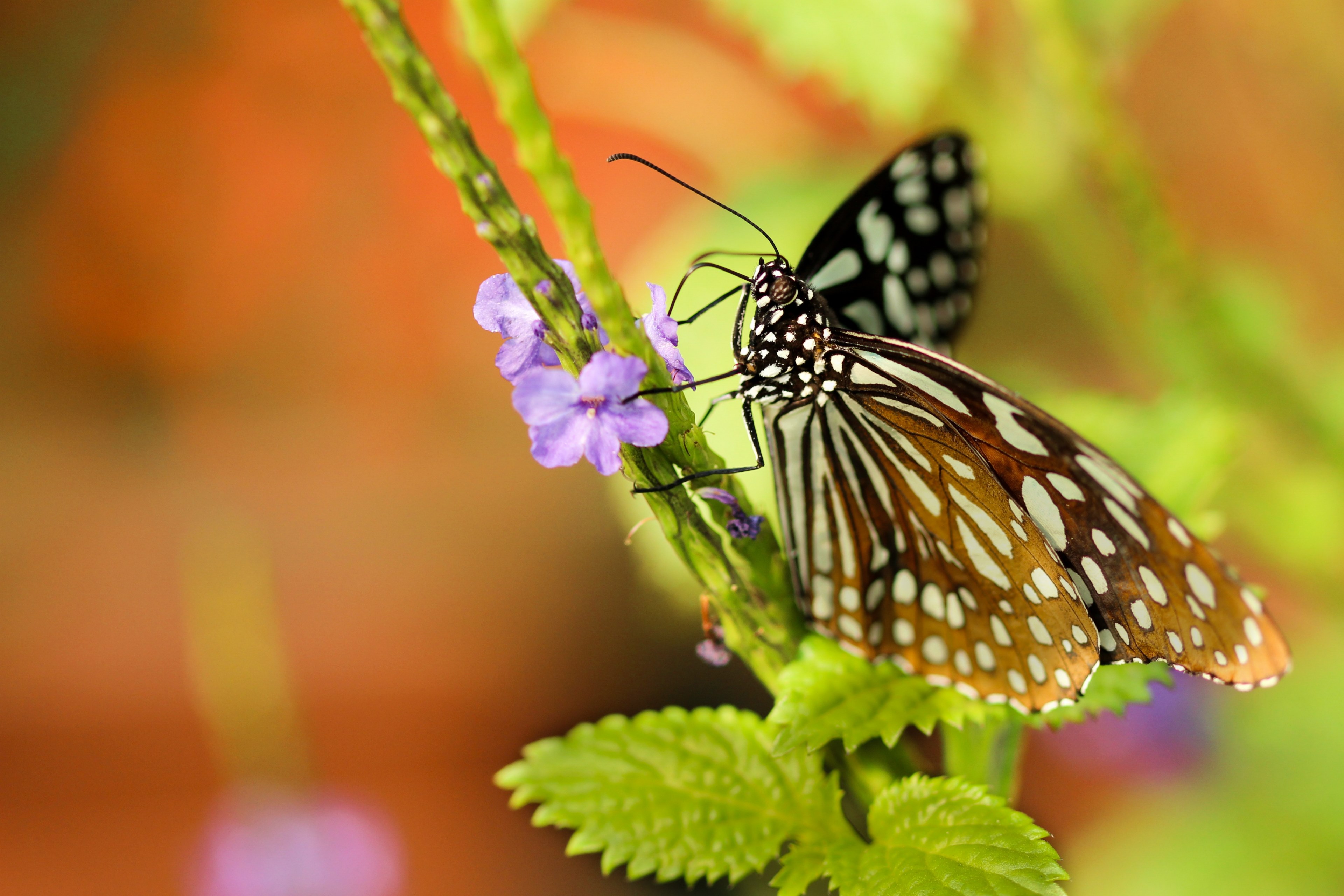 a white monarch butterfly feeding on tiny violet flowers, butterfly feeding on flower nectar 4k, HD Wallpaper