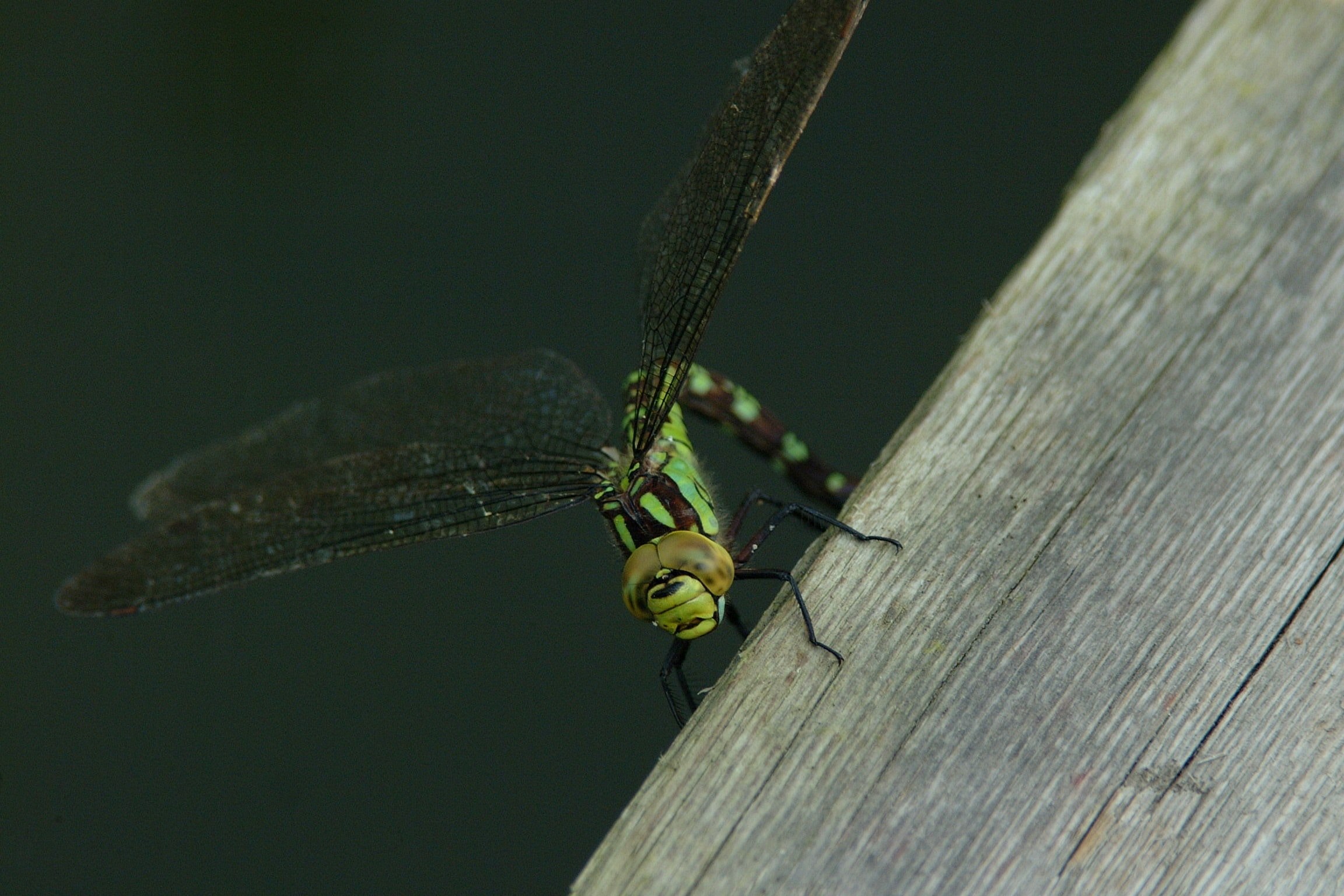 insect bug and dragon fly 4k, HD Wallpaper