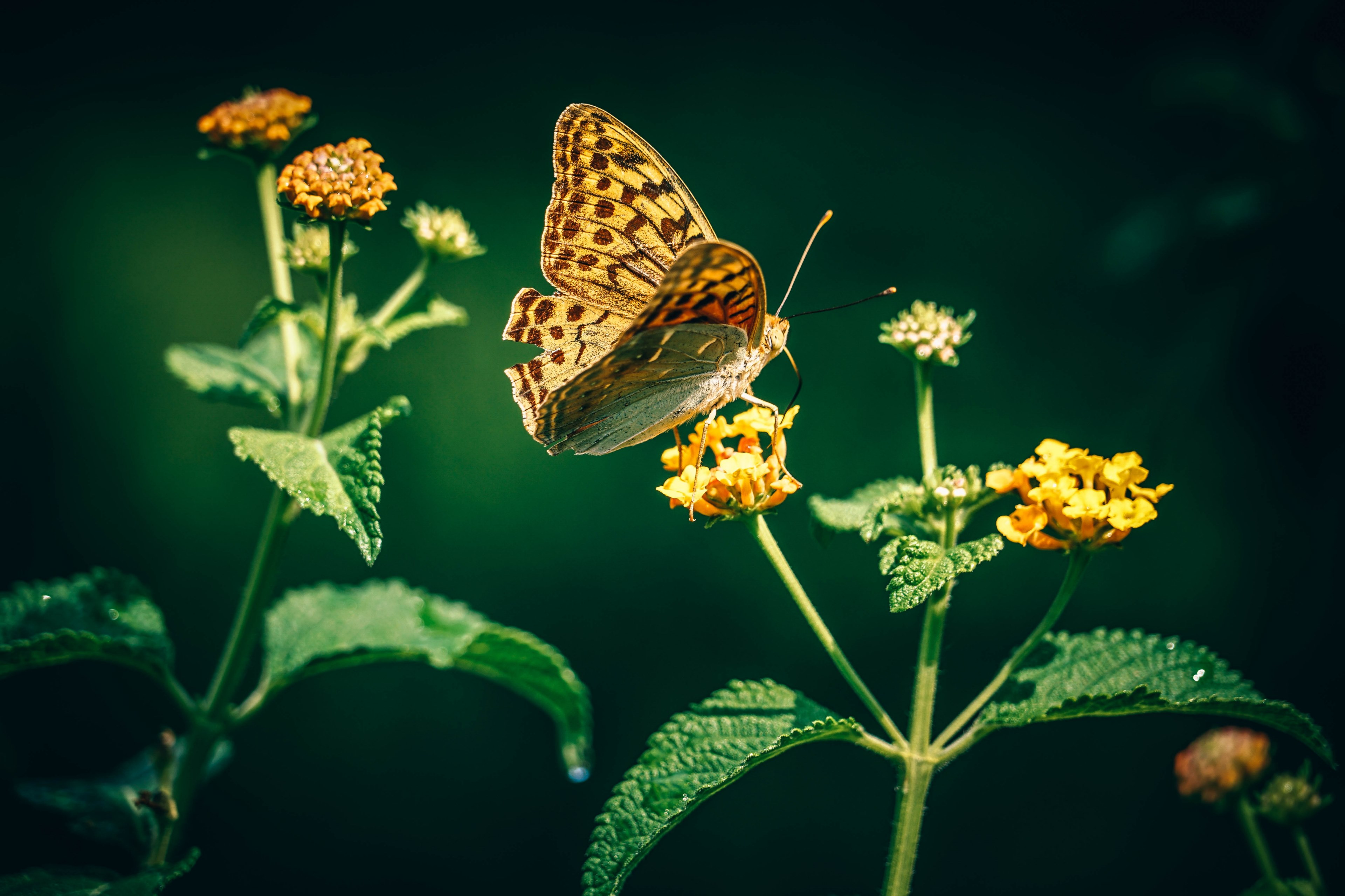 butterfly landing on yellow flower plant with green stem and leaves in spring yalta, butterfly on nettle 4k, HD Wallpaper