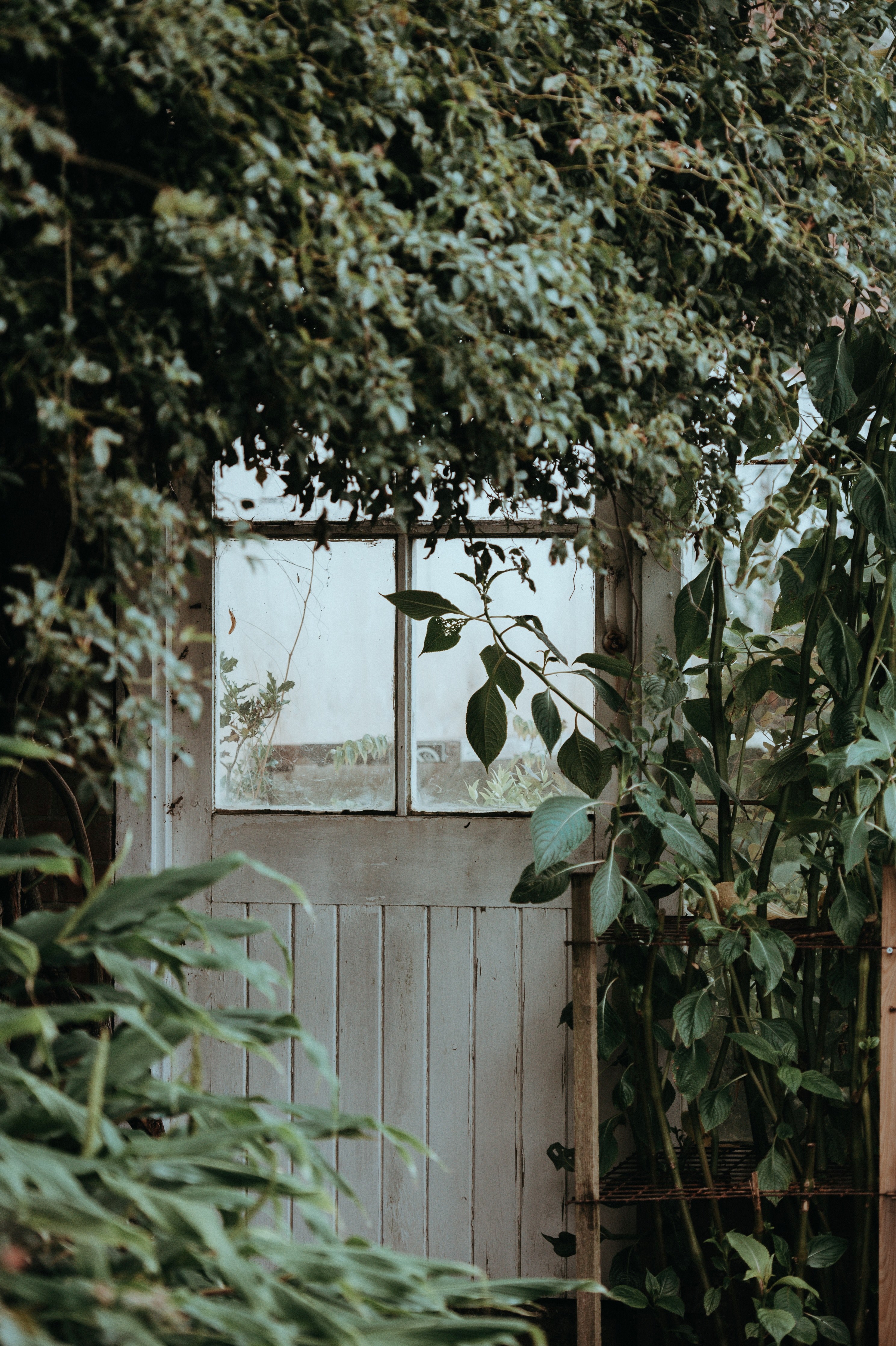 greenhouse glasshousedoor 4k, Phone HD Wallpaper