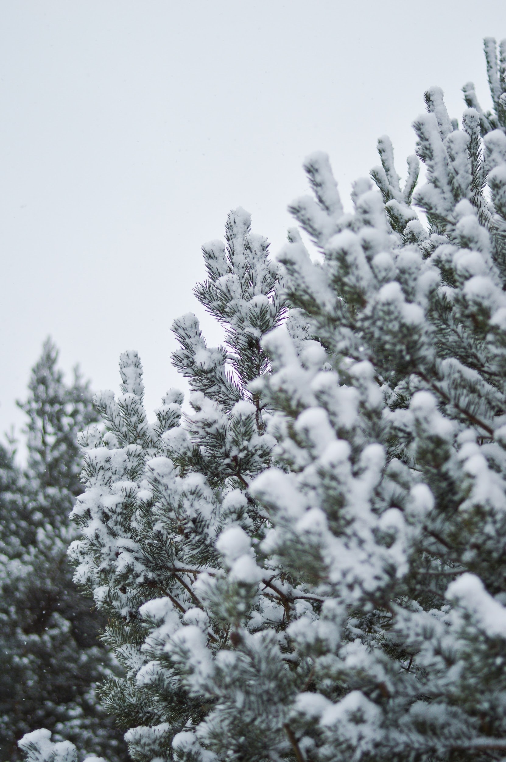 snow capped evergreen on a cold day, snowy evergreen 4k, Phone HD Wallpaper