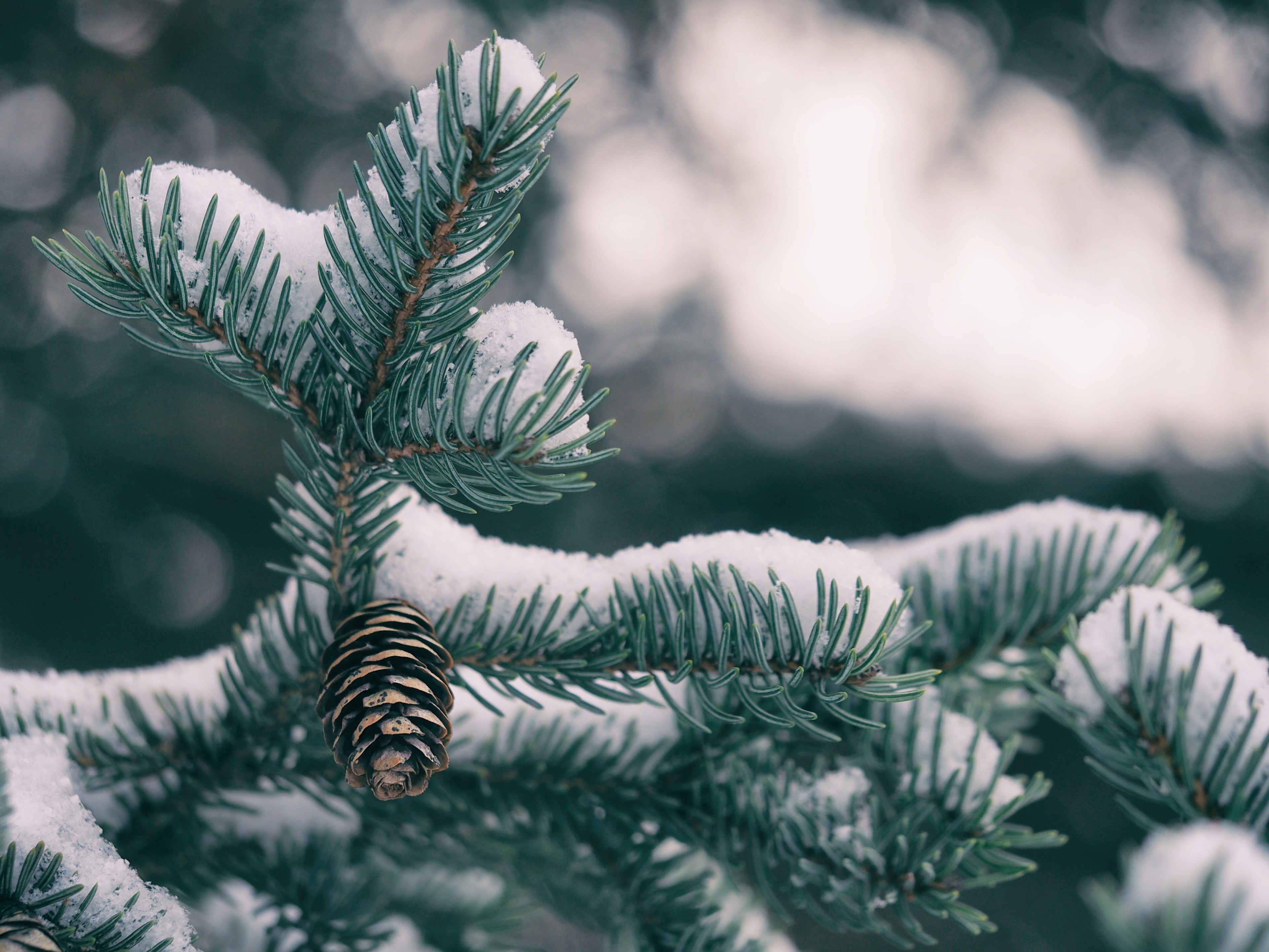 tree winter snow and pine cone 4k, HD Wallpaper