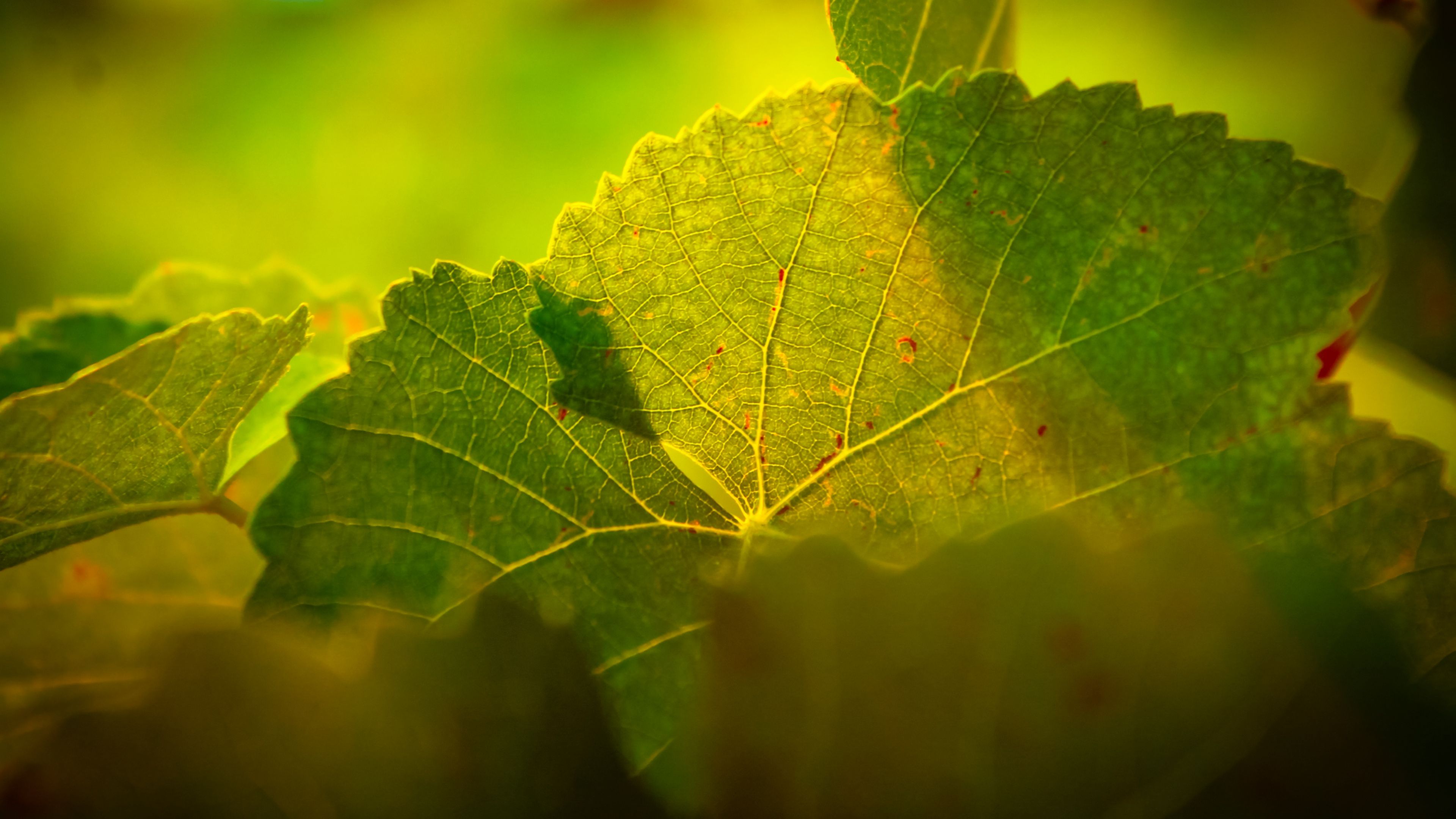 leaves, macro, light, veins, 4k, HD Wallpaper