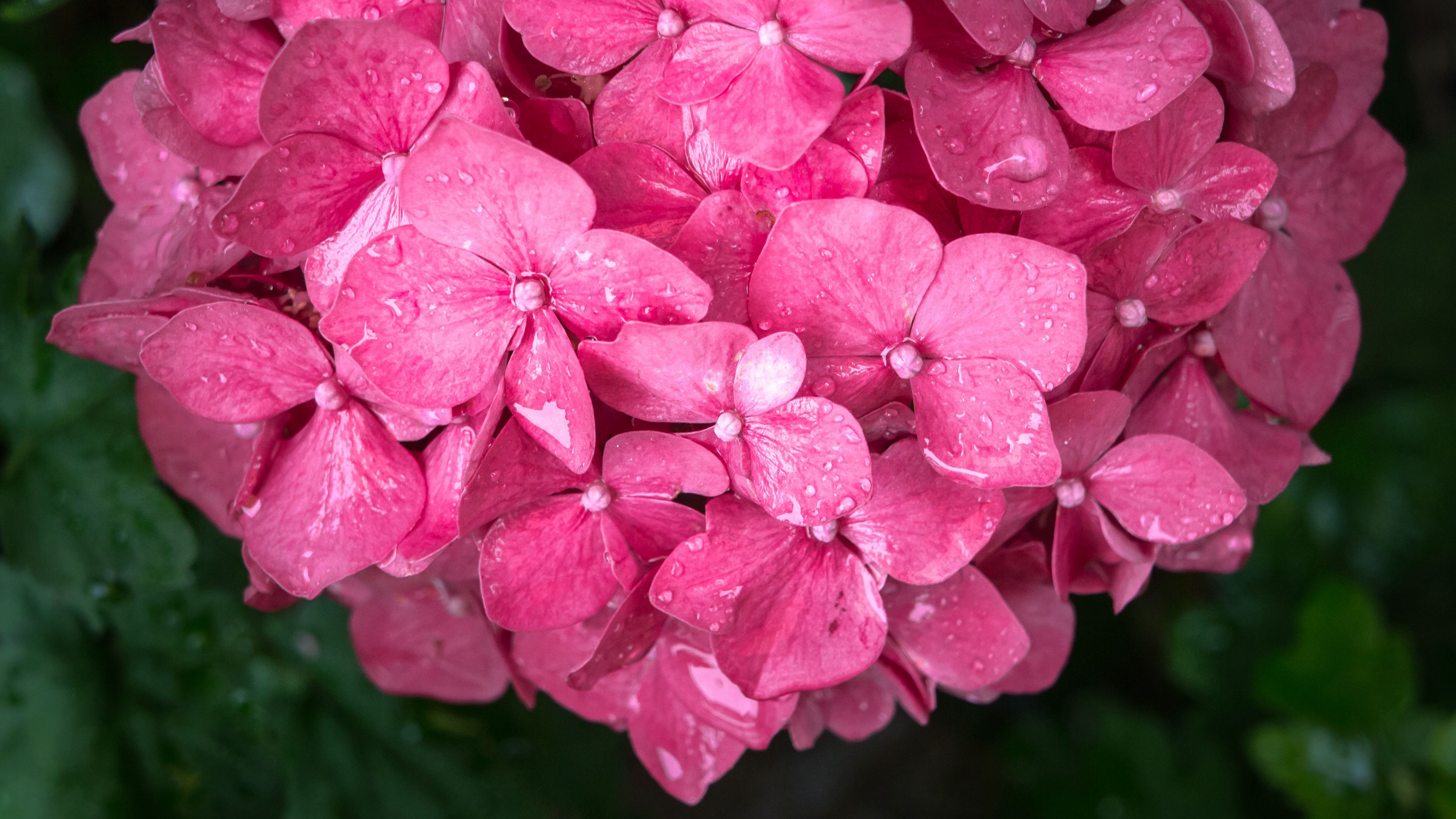 flowers, petals, pink, drops, 4k, HD Wallpaper