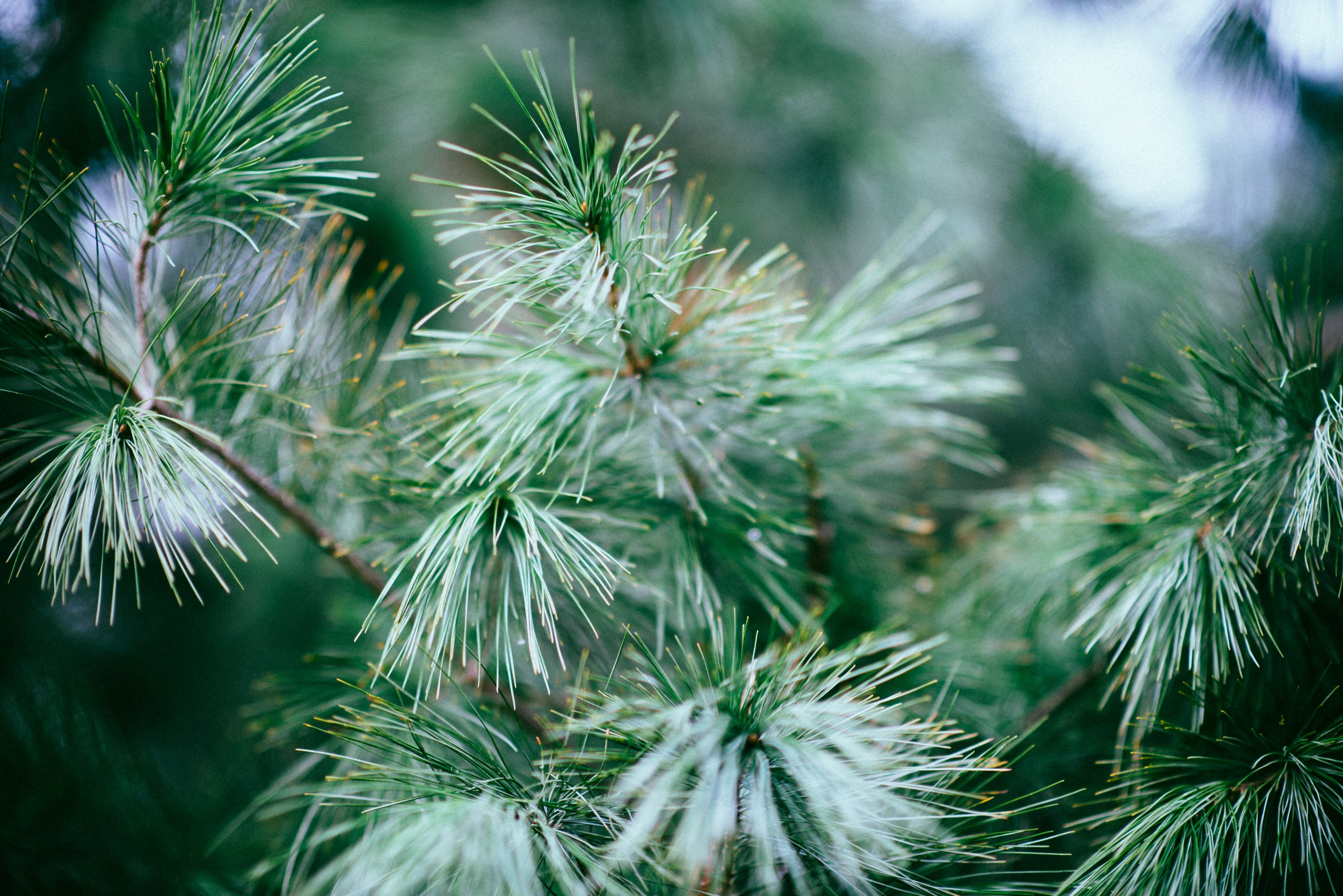 a close up of thin needles on a conifer branch, pine needles close up 4k, HD Wallpaper