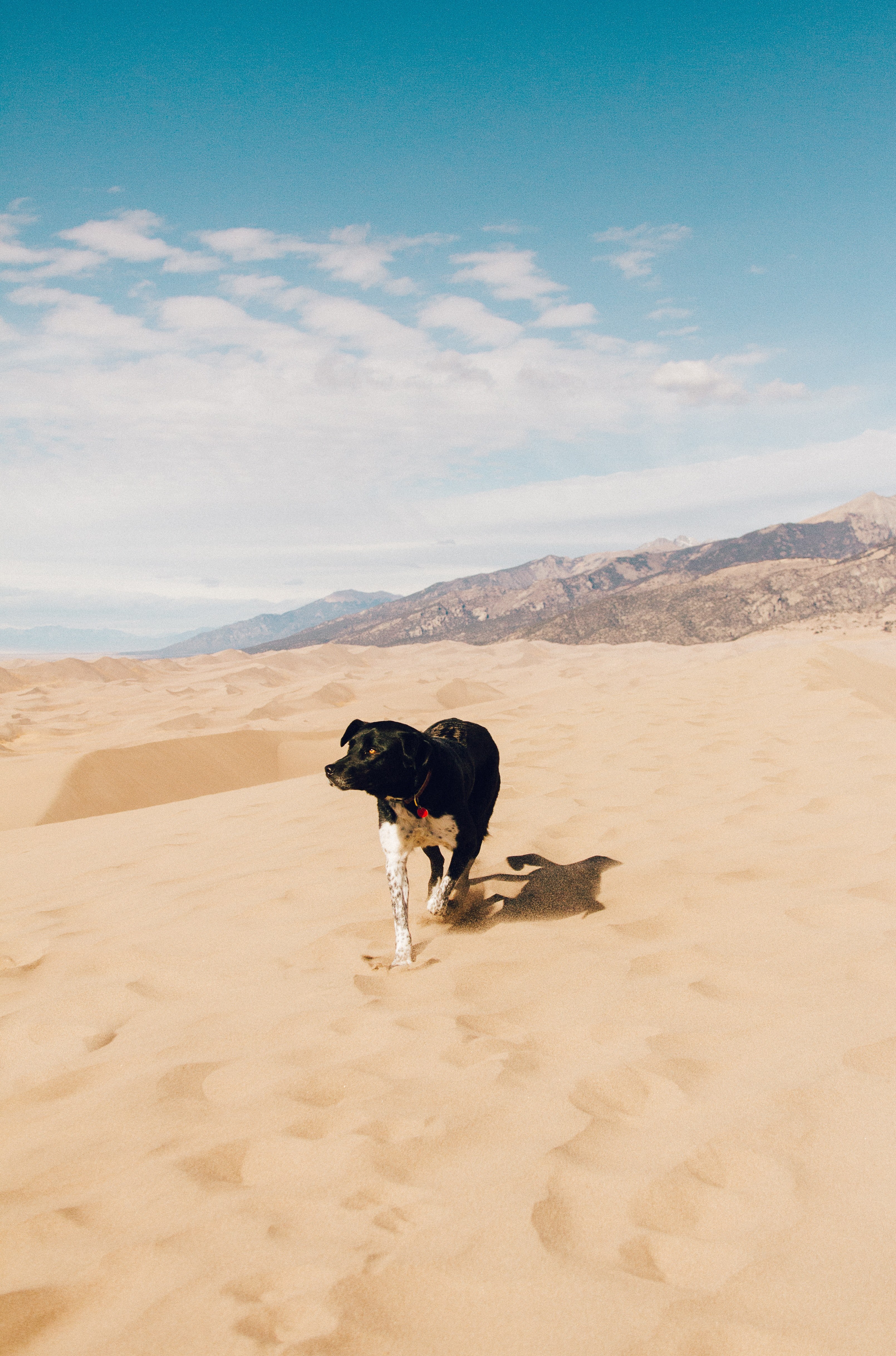 sand beach dog and pet hd, 4k, Phone HD Wallpaper