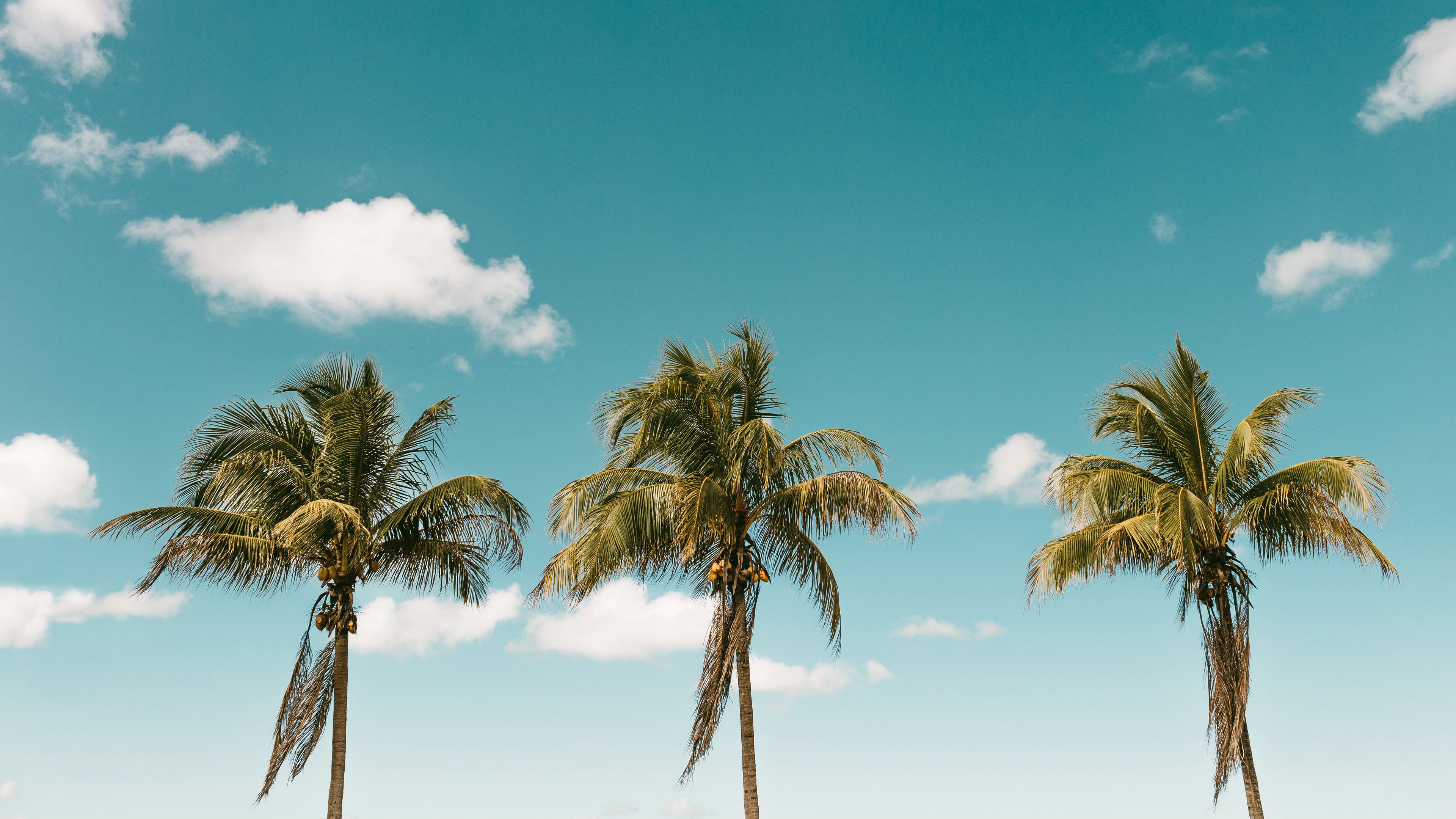 palm, minimalism, sky, 4k, HD Wallpaper