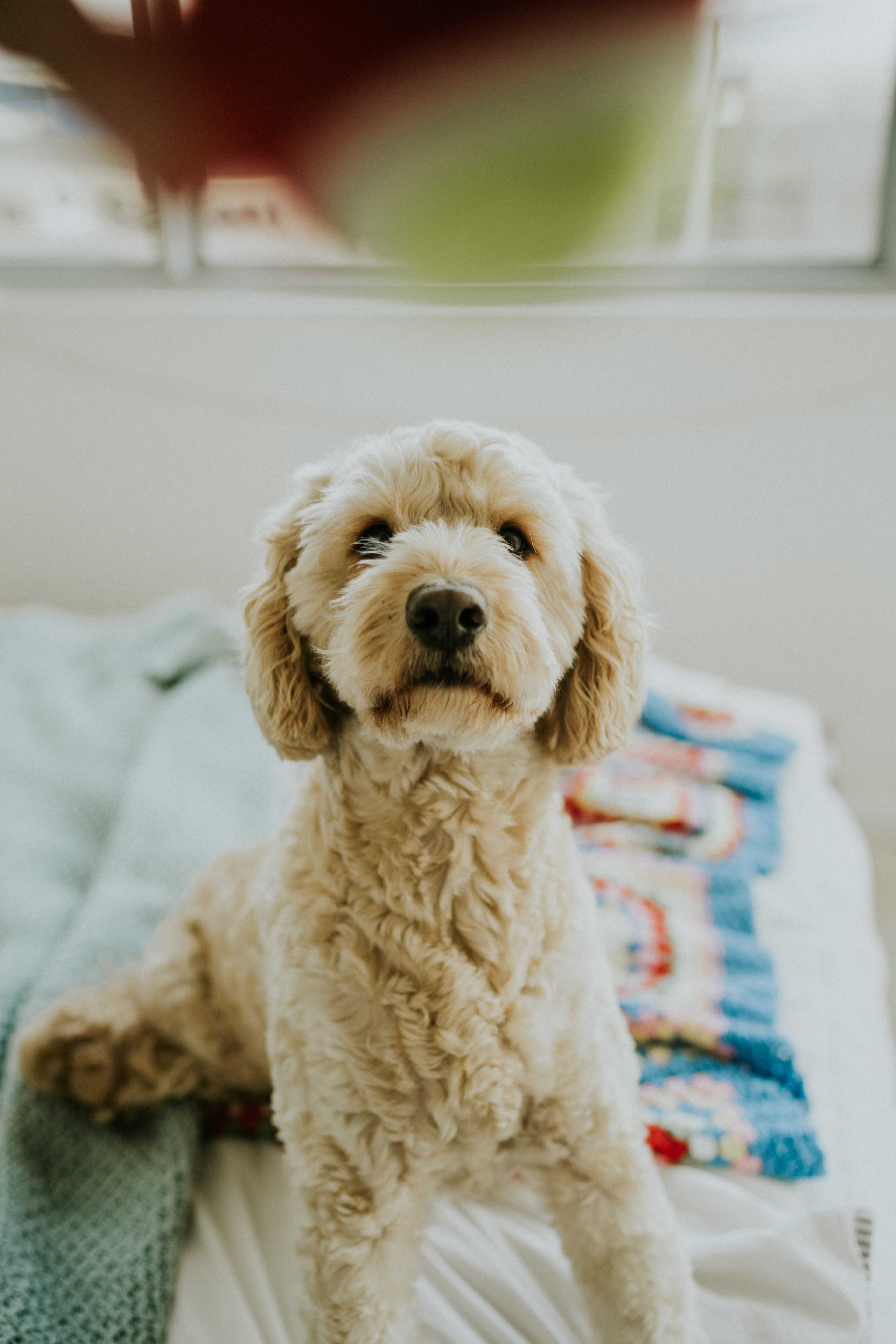 dog puppy cute and pup hd, 4k, Phone HD Wallpaper