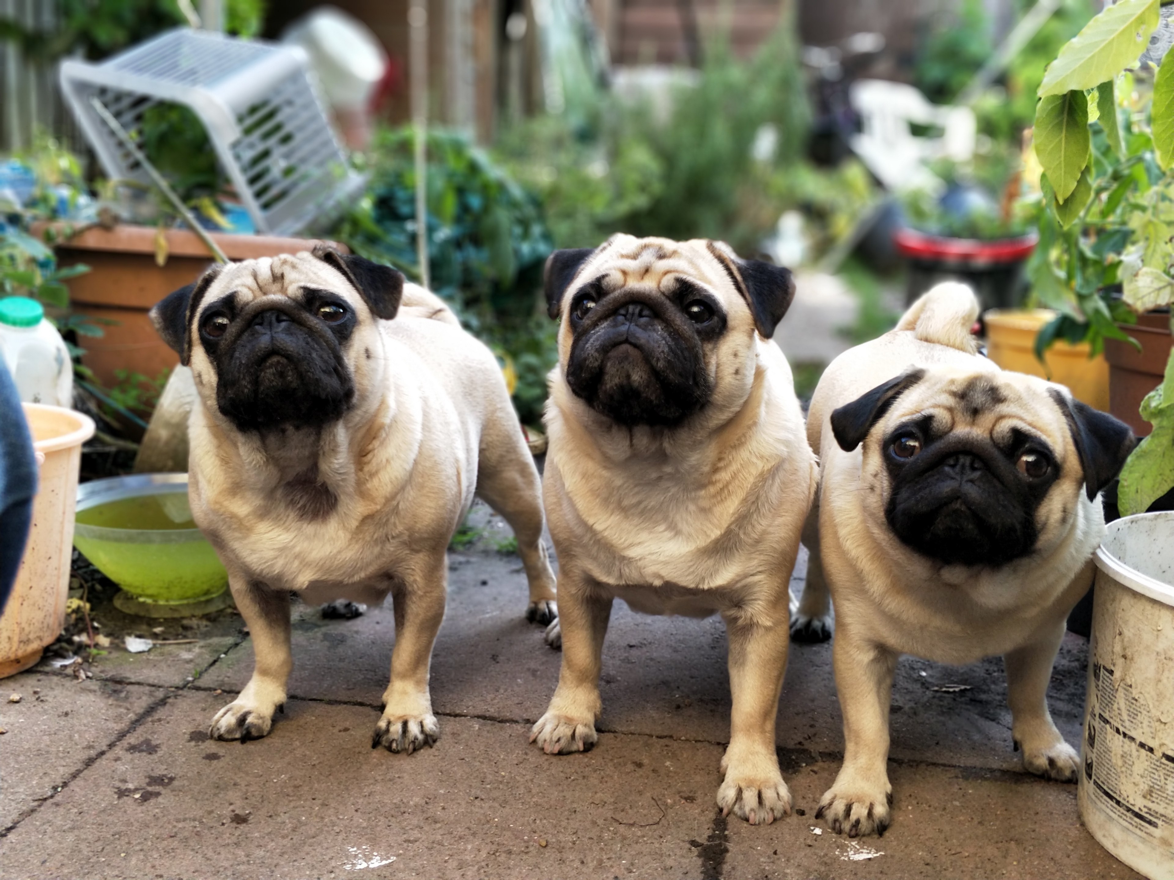 three pugs standing at attention in a shed full of potted plants, we are family 4k, HD Wallpaper