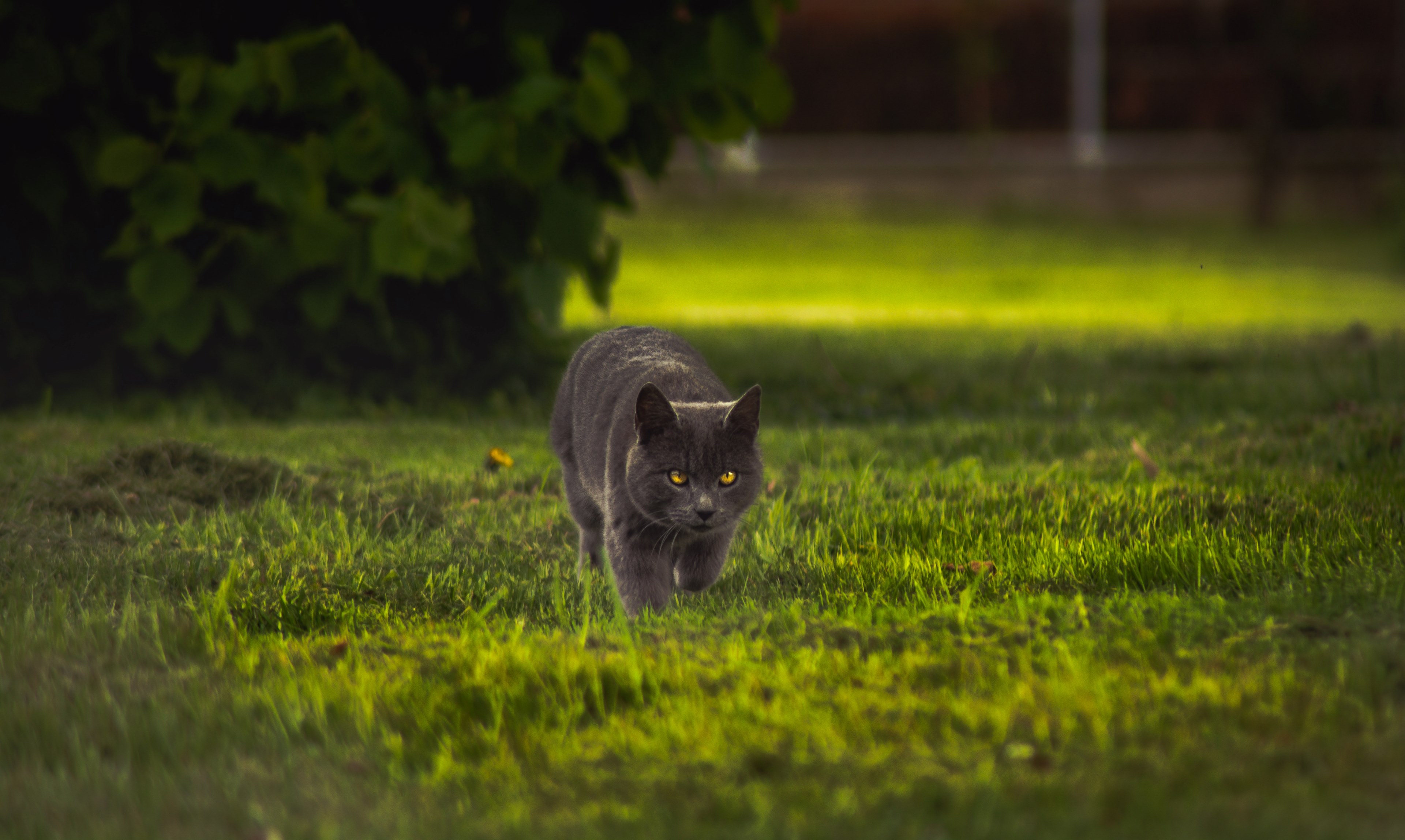 a british shorthair cat sneaking around in a backyard, short haired cat in the backyard 4k, HD Wallpaper