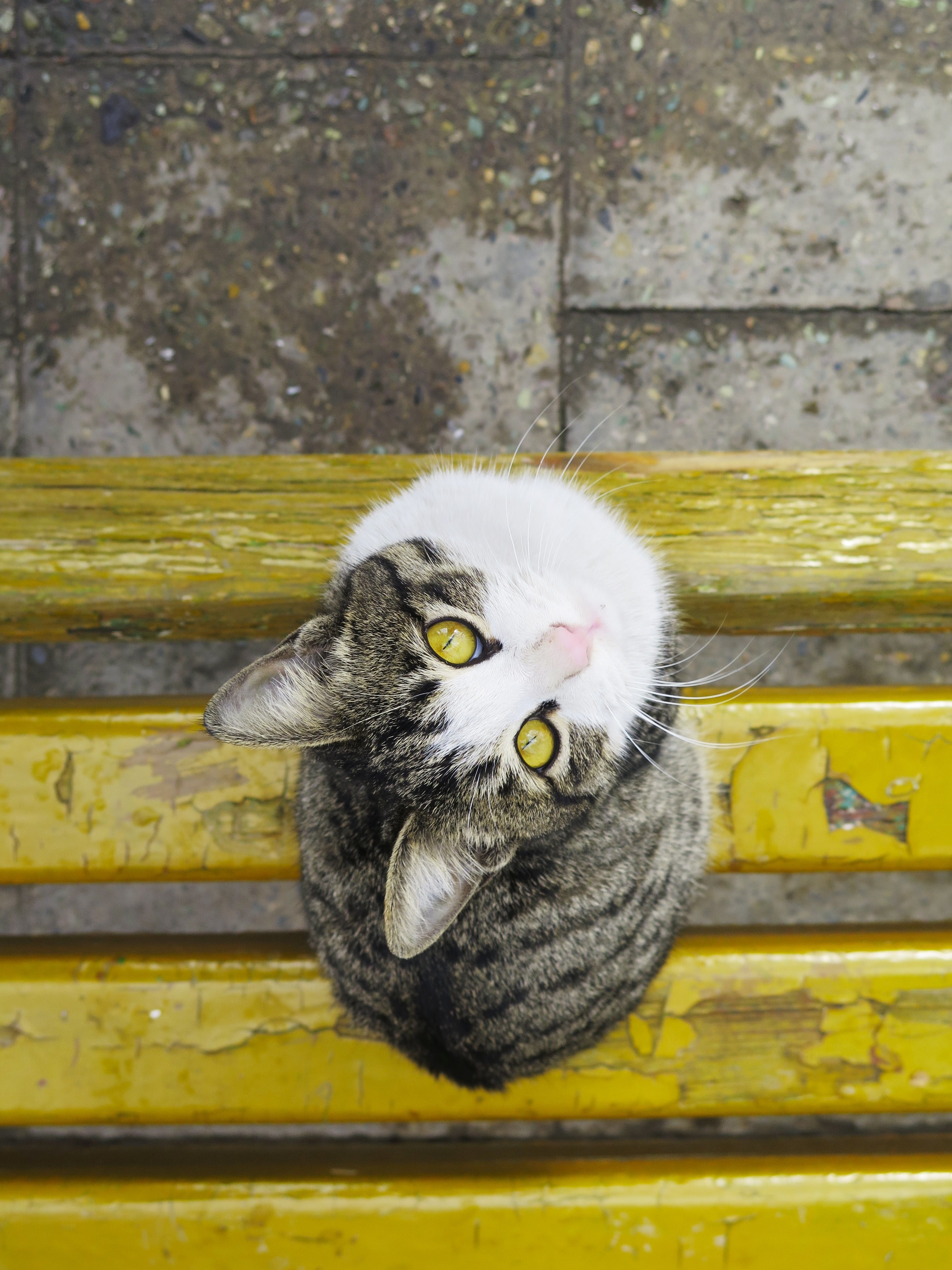 gray and white cat looks up on a yellow bench, cat on a bench from above 4k, Phone HD Wallpaper