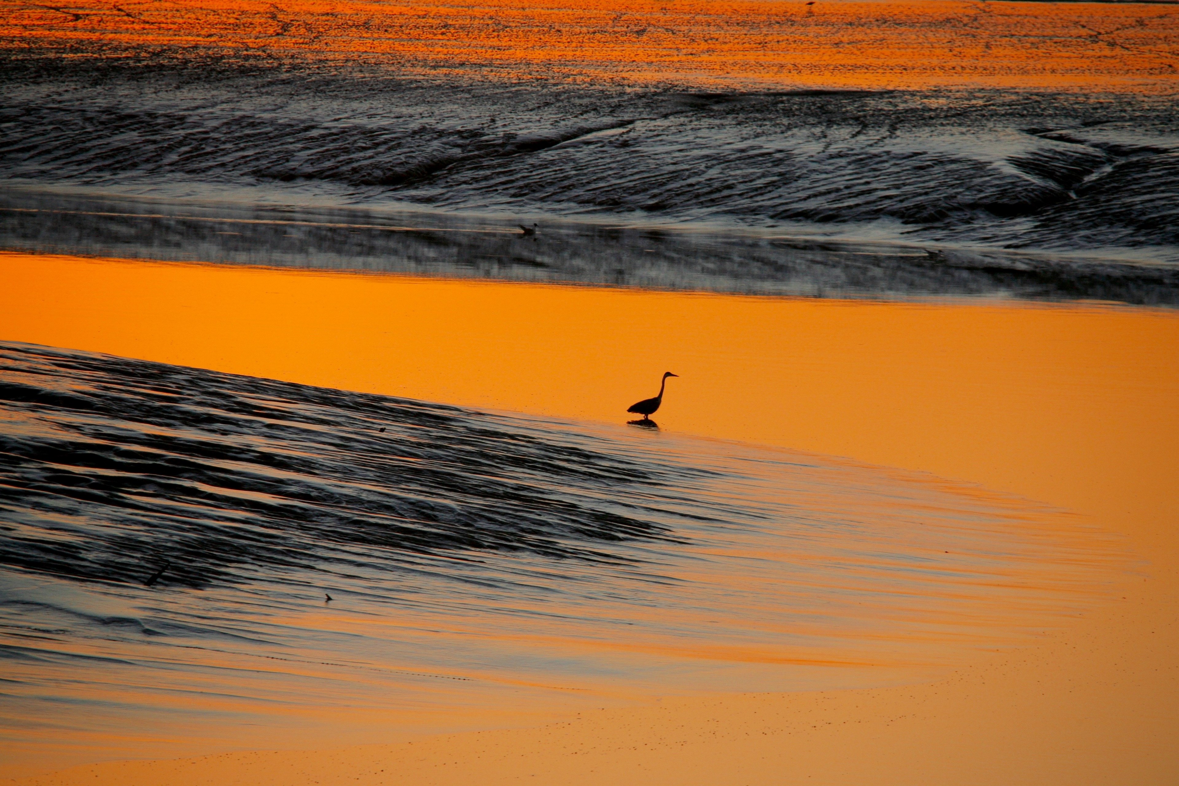 heron at sunset 4k, HD Wallpaper