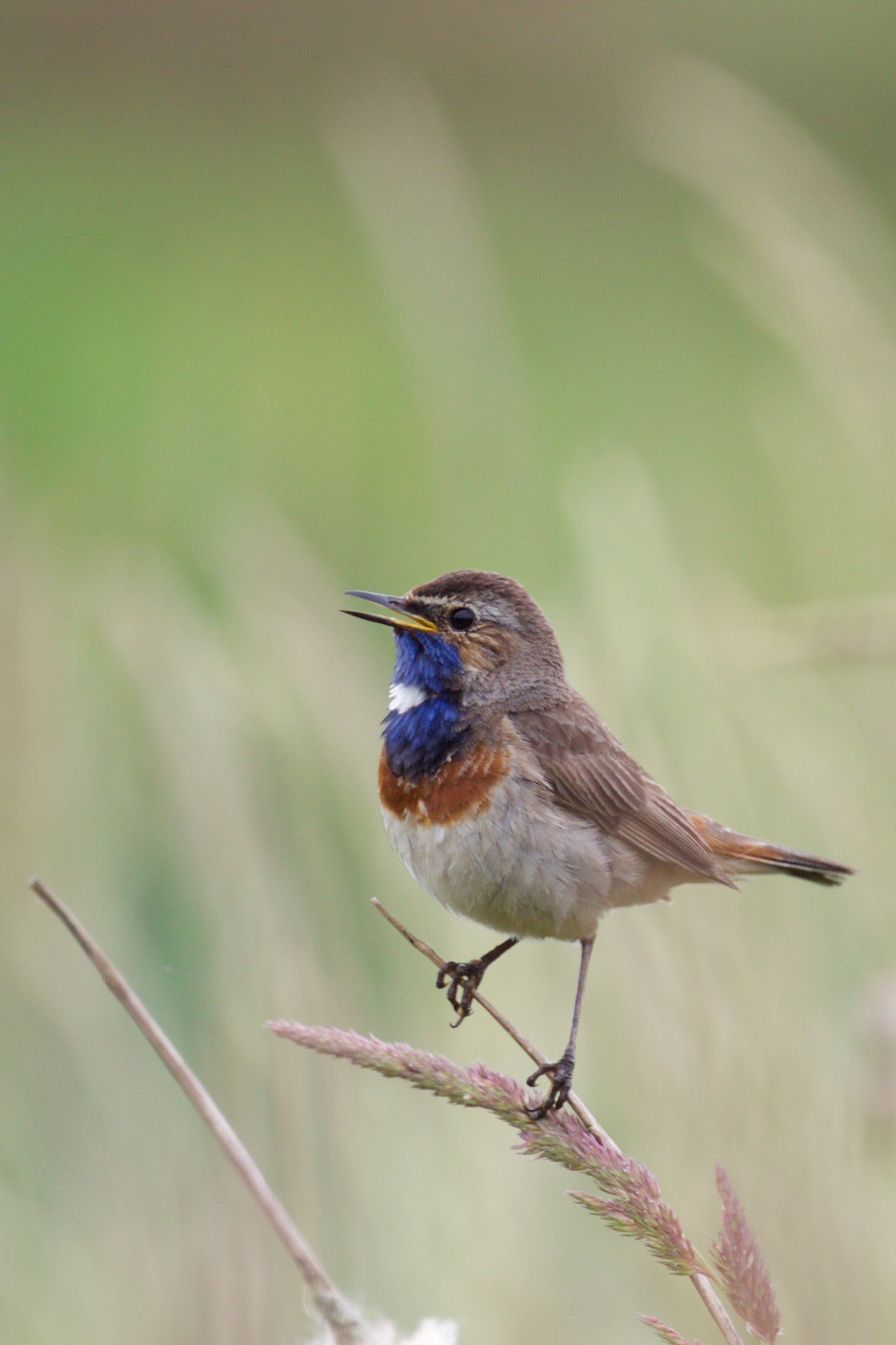 bluethroat 4k, Phone HD Wallpaper