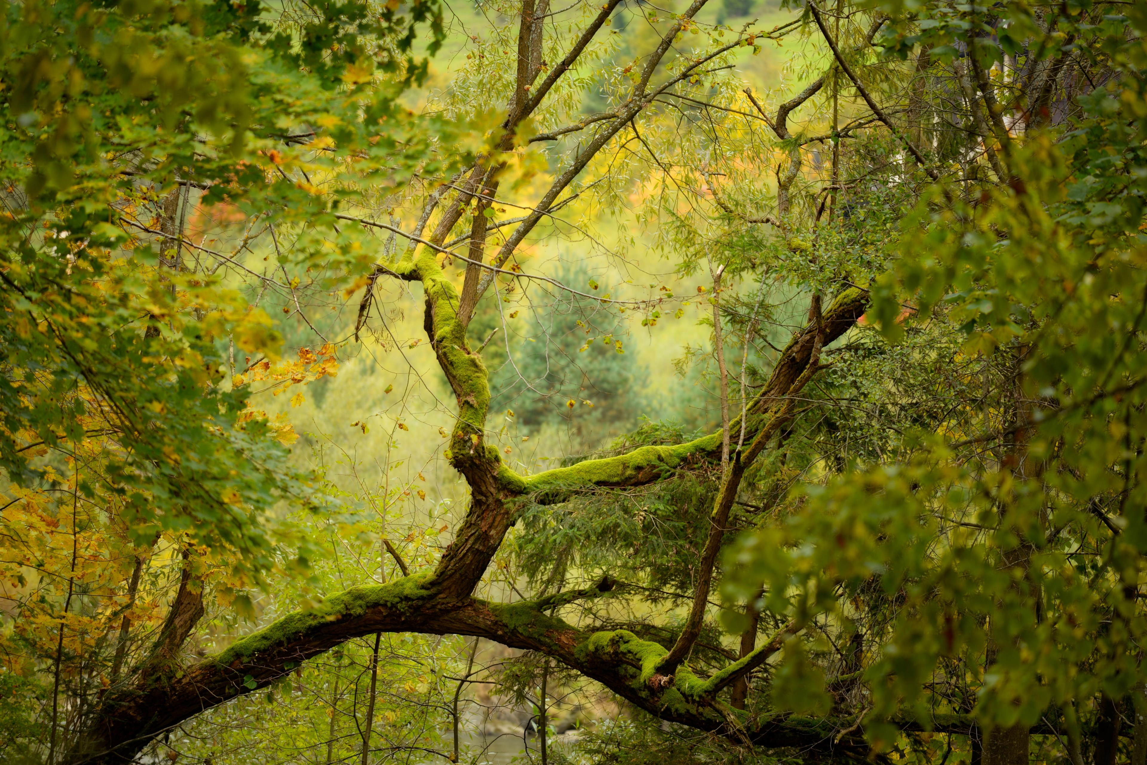 harmony of colors 4k, HD Wallpaper