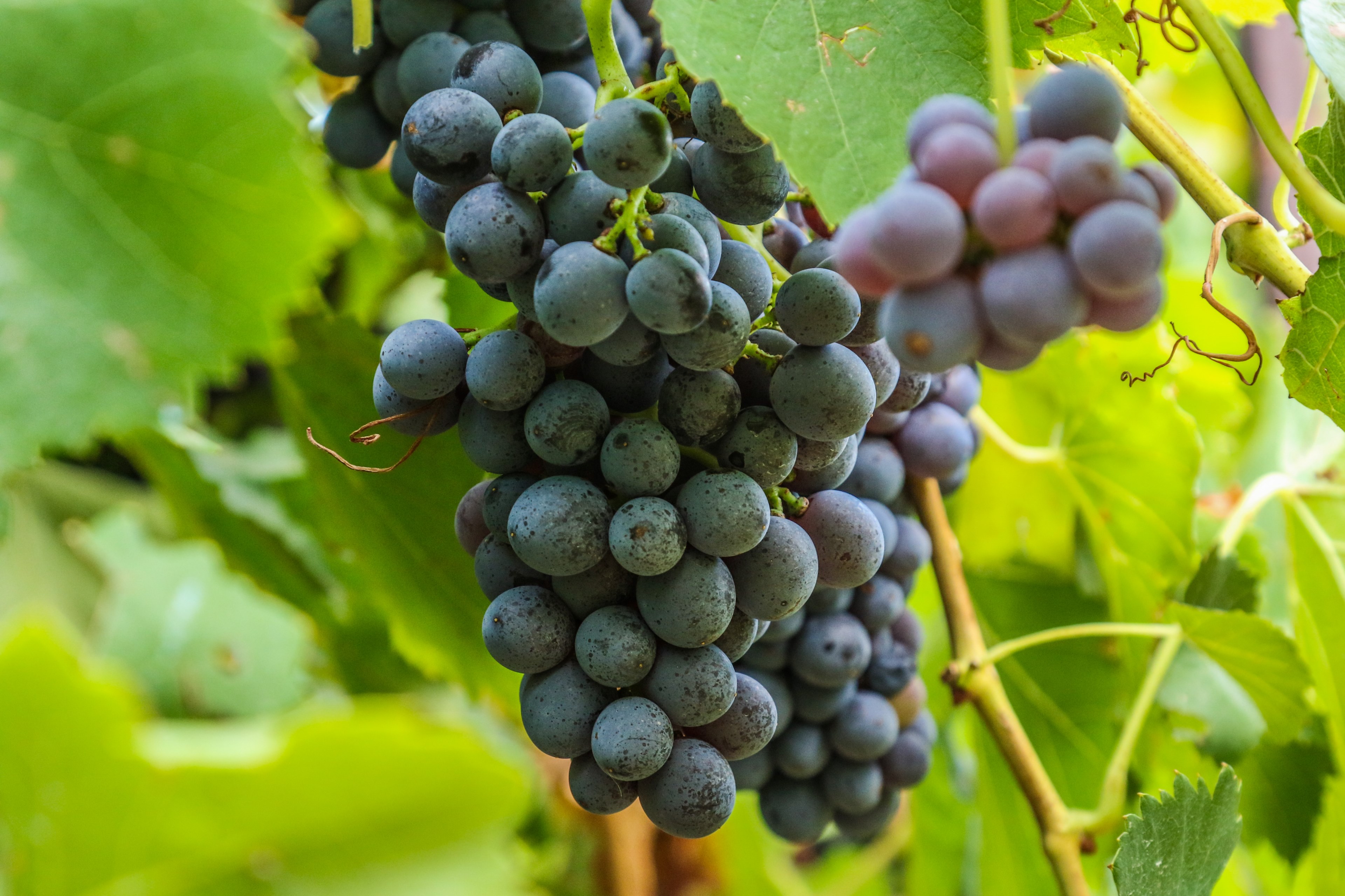 grape tokay raisin and vine 4k, HD Wallpaper