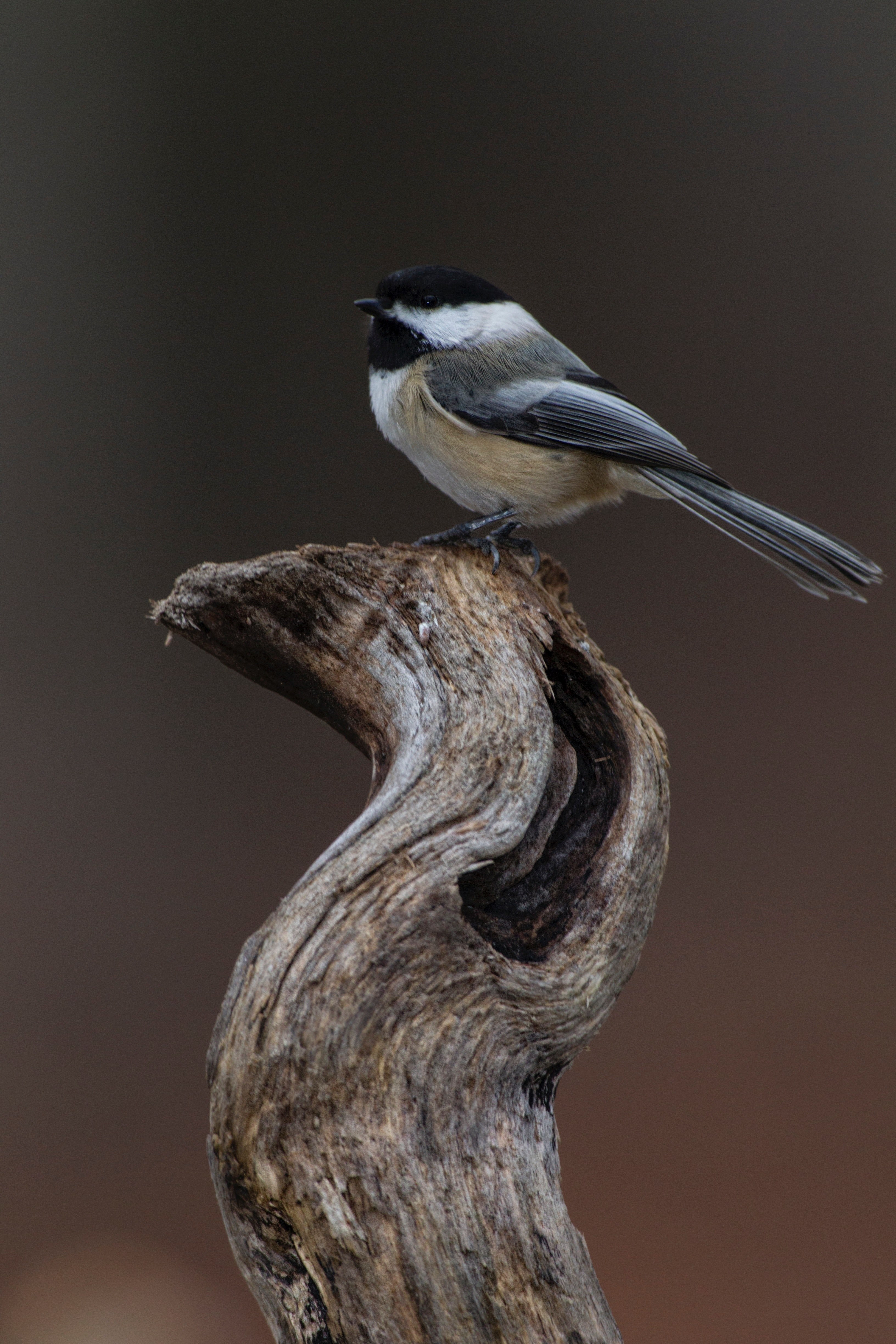chickadee proud 4k, Phone HD Wallpaper