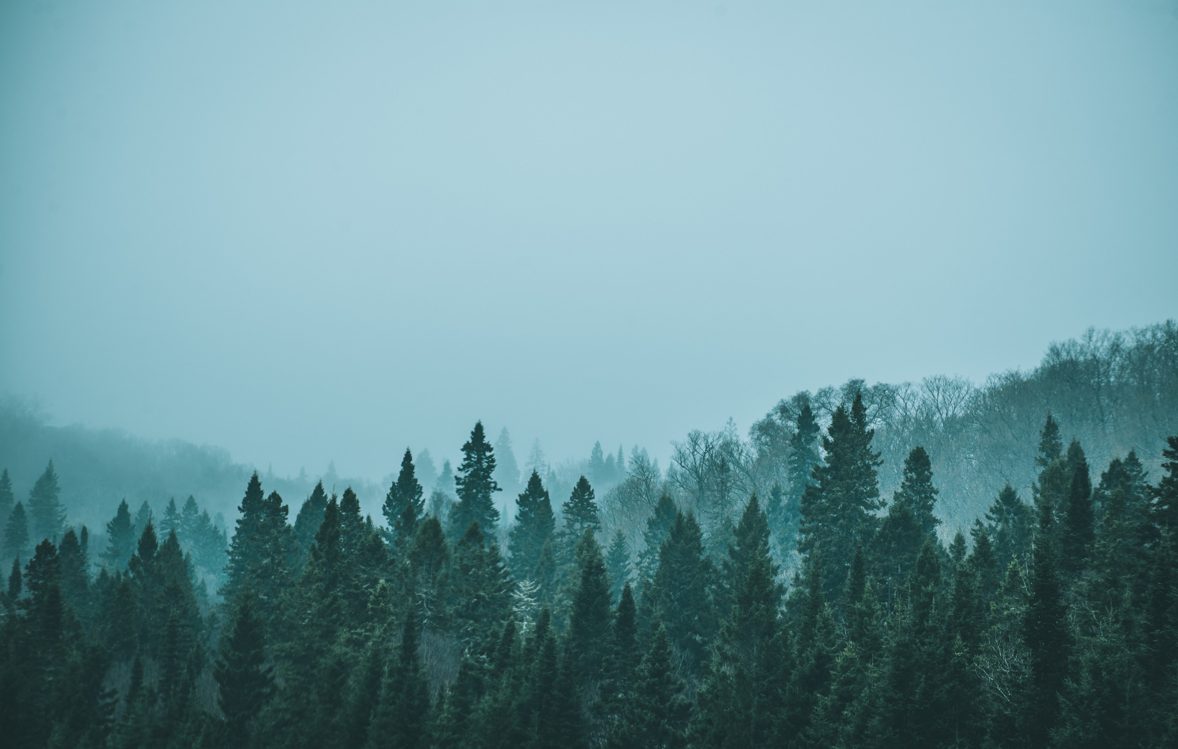 tree woodland forest and landscape 4k, HD Wallpaper