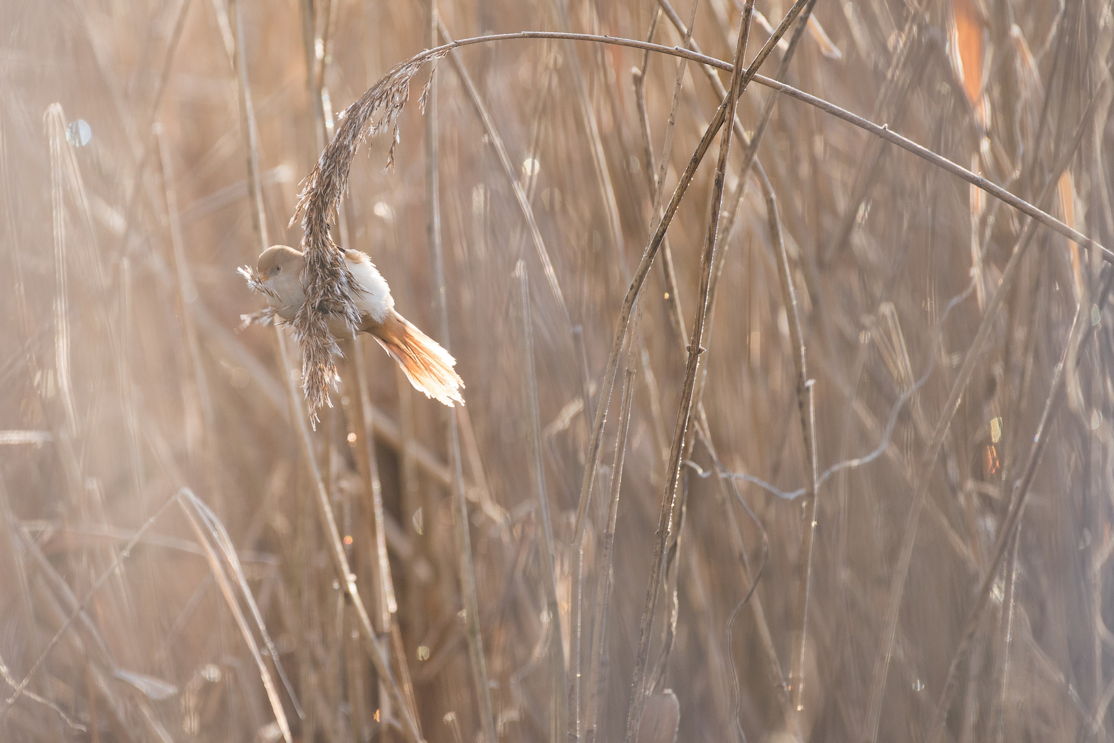 wild nature wildlife and bearded tit 4k, HD Wallpaper