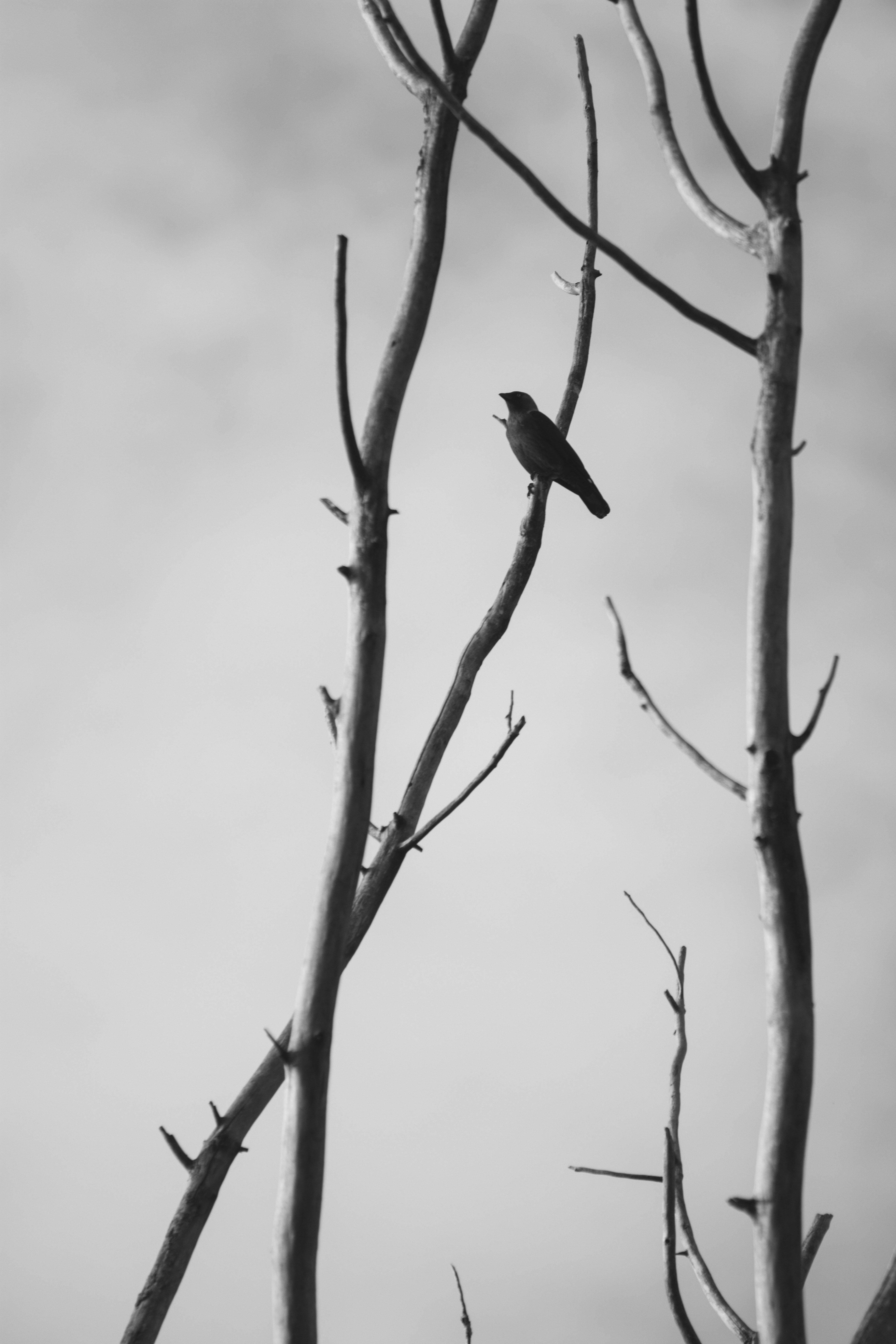 silhouette sky bampw and black and white hd, 4k, Phone HD Wallpaper