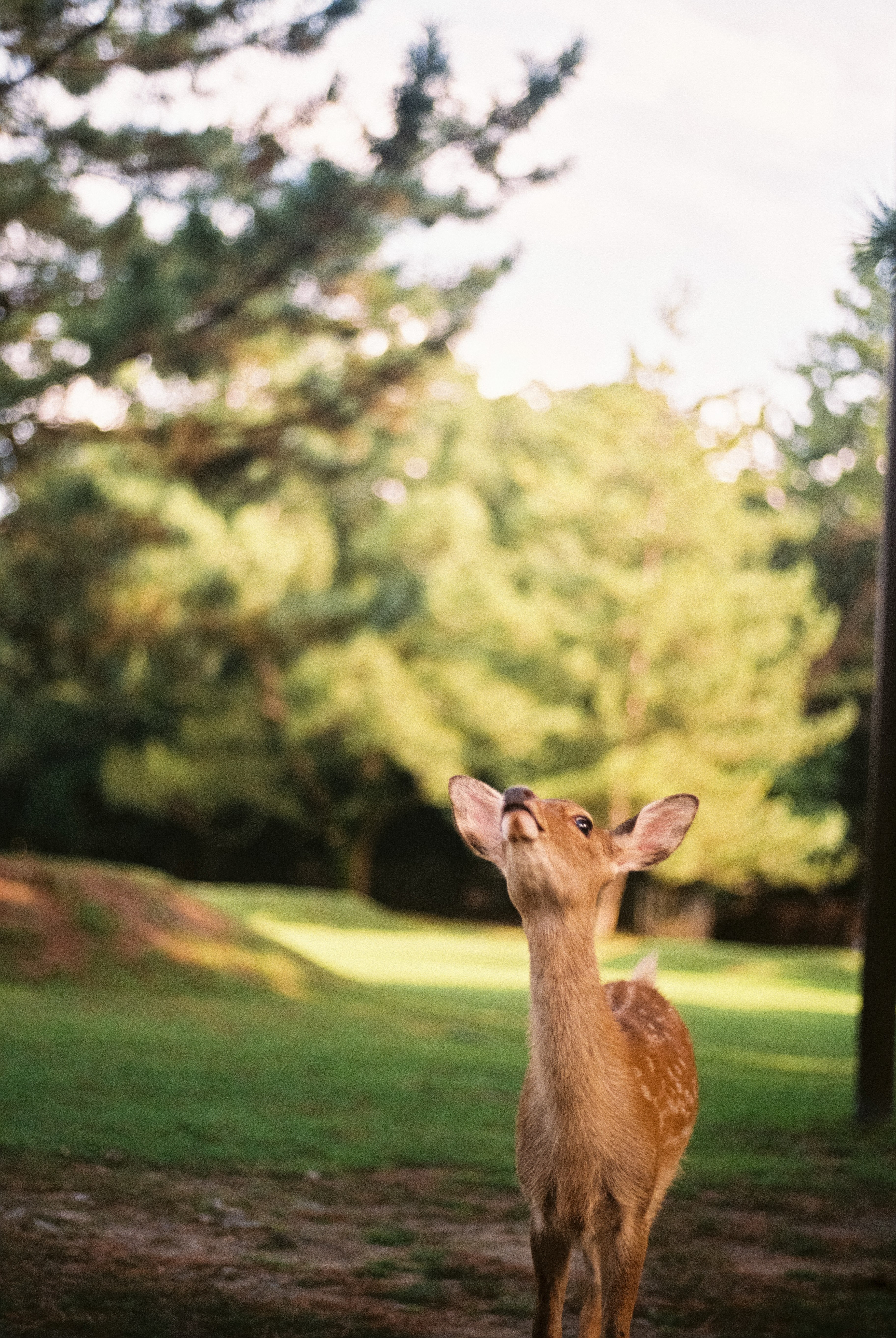 deer in nara park ii 4k, Phone HD Wallpaper