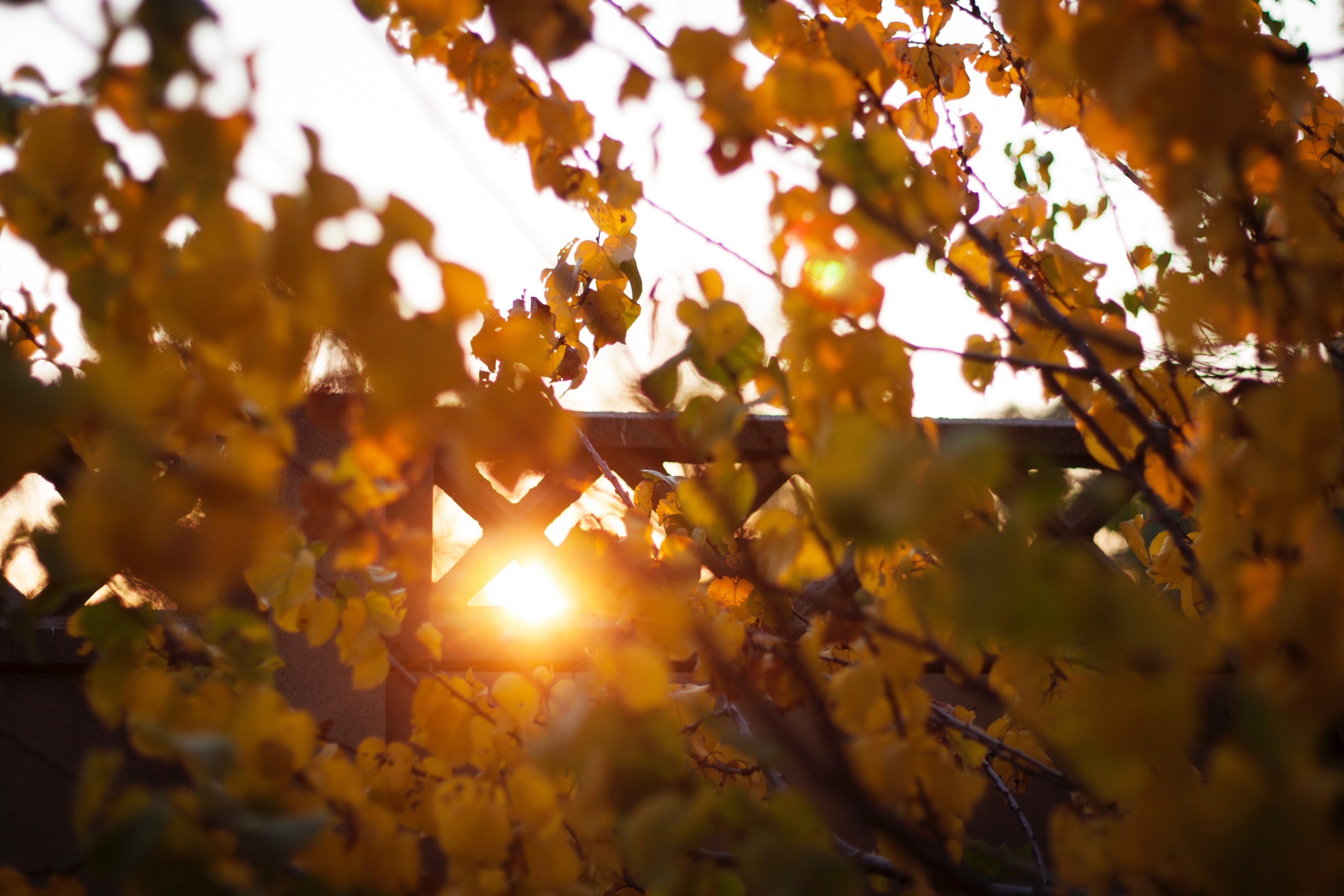 catching light 4k, HD Wallpaper