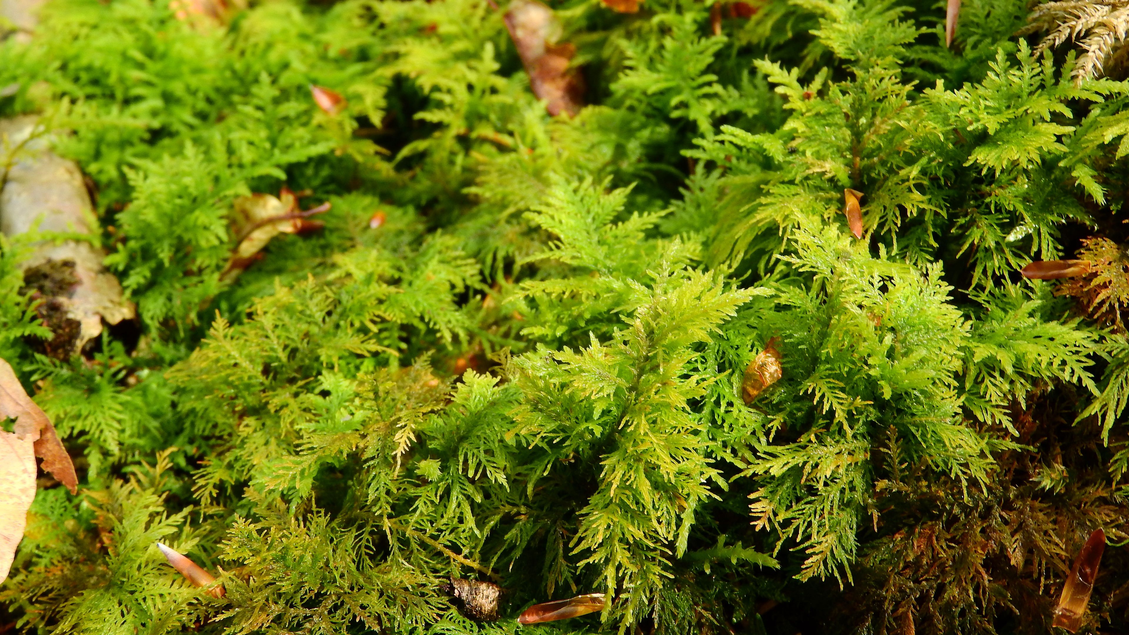 bryophytes, moss, grass, 4k, HD Wallpaper