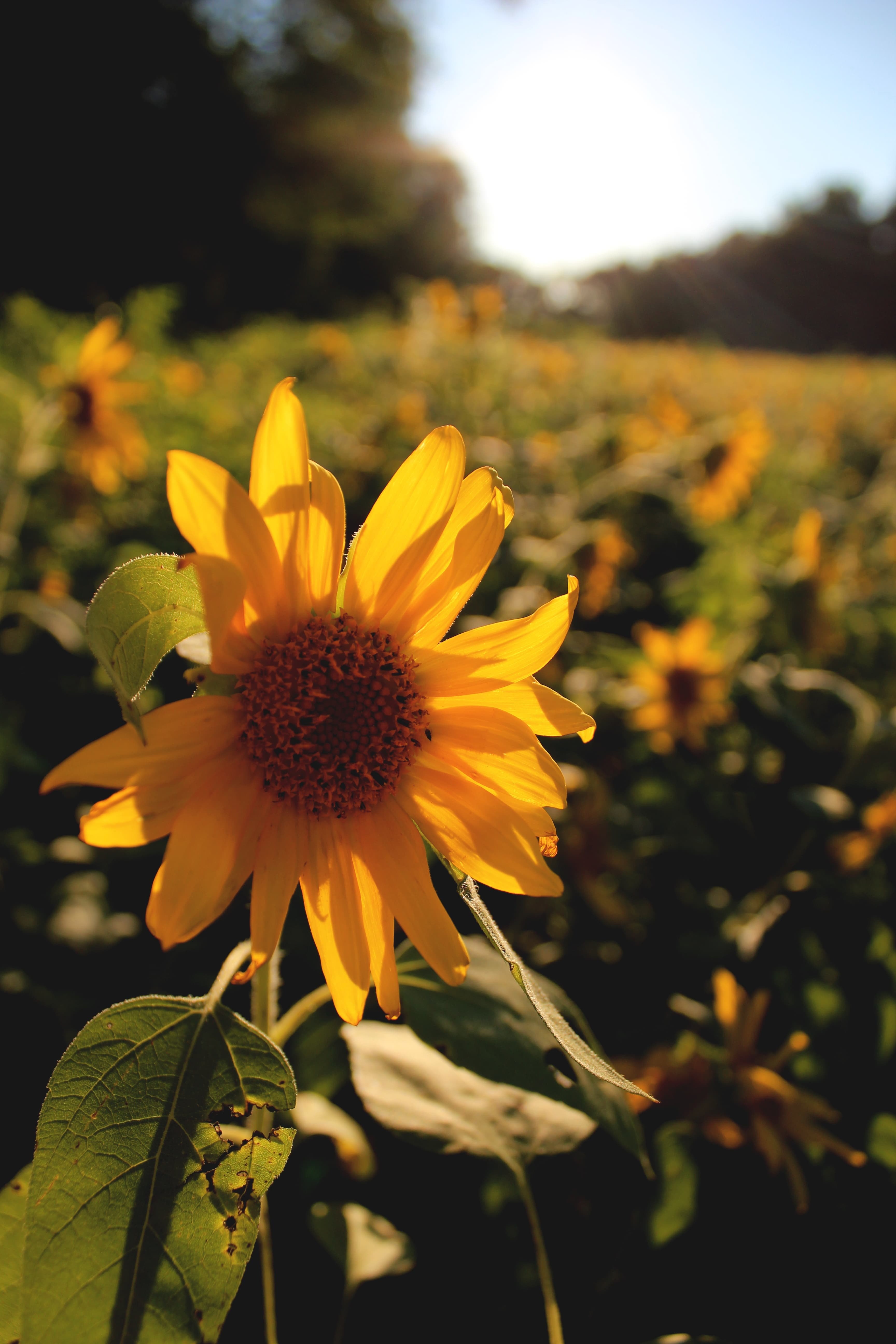 sunlight sunflower 4k, Phone HD Wallpaper