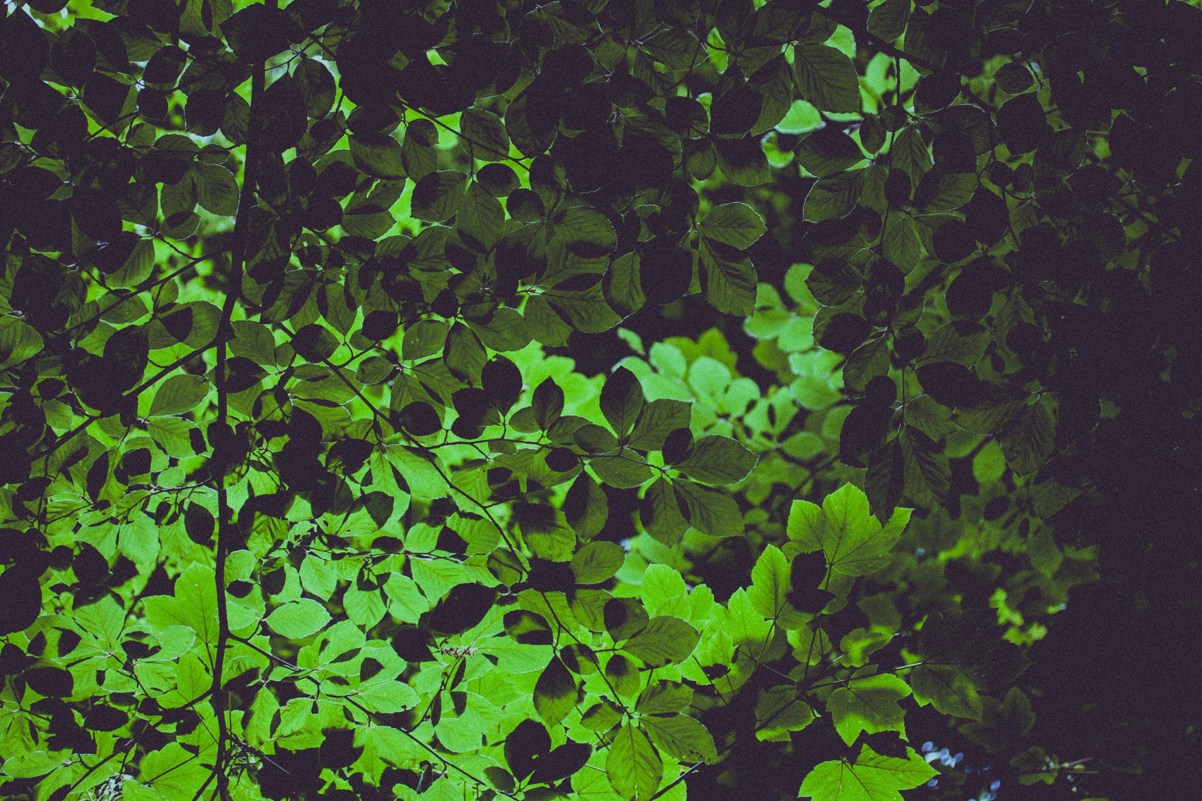 leafe tree green and branch 4k, HD Wallpaper