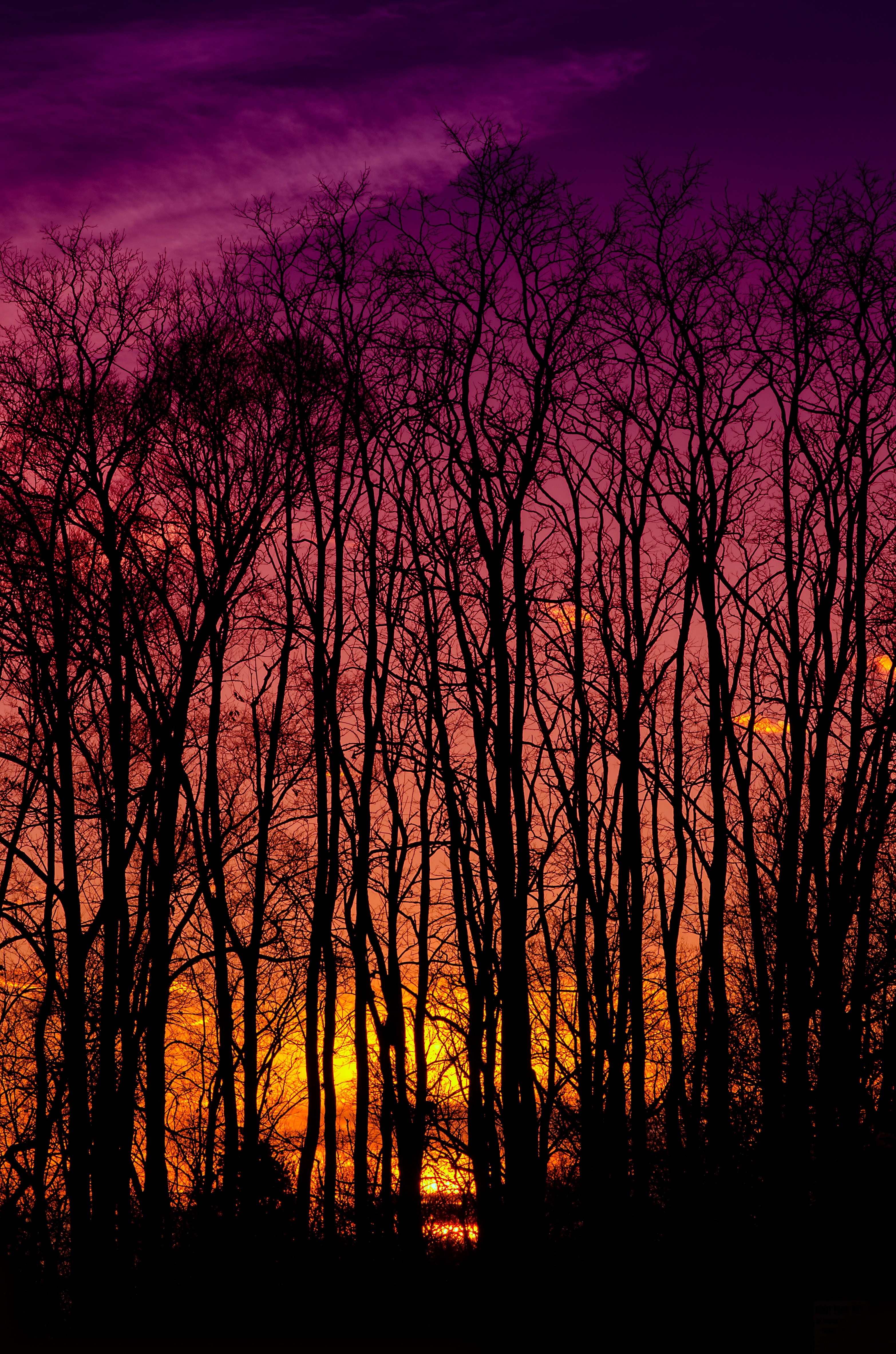 hue metro detroit michigan and forest hd, 4k, Phone HD Wallpaper