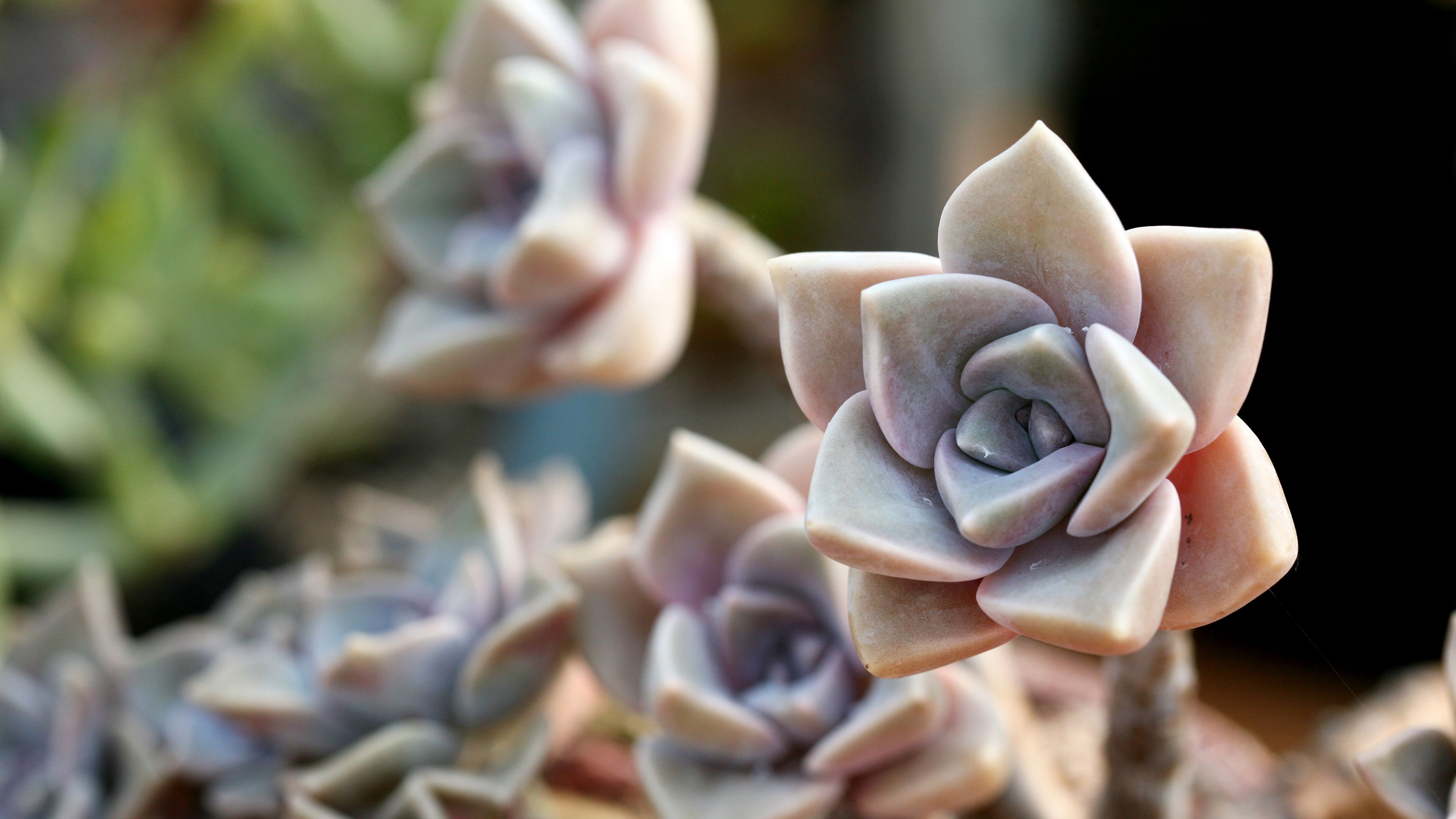 cactus, macro, petals, flower, houseplant, 4k, HD Wallpaper