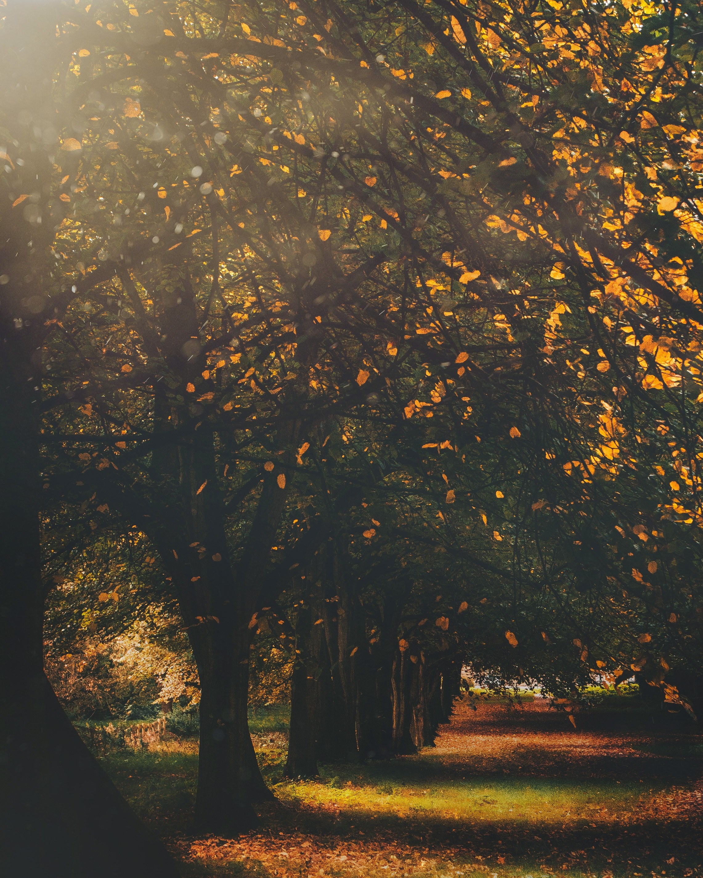 autumn in the court 4k, Phone HD Wallpaper