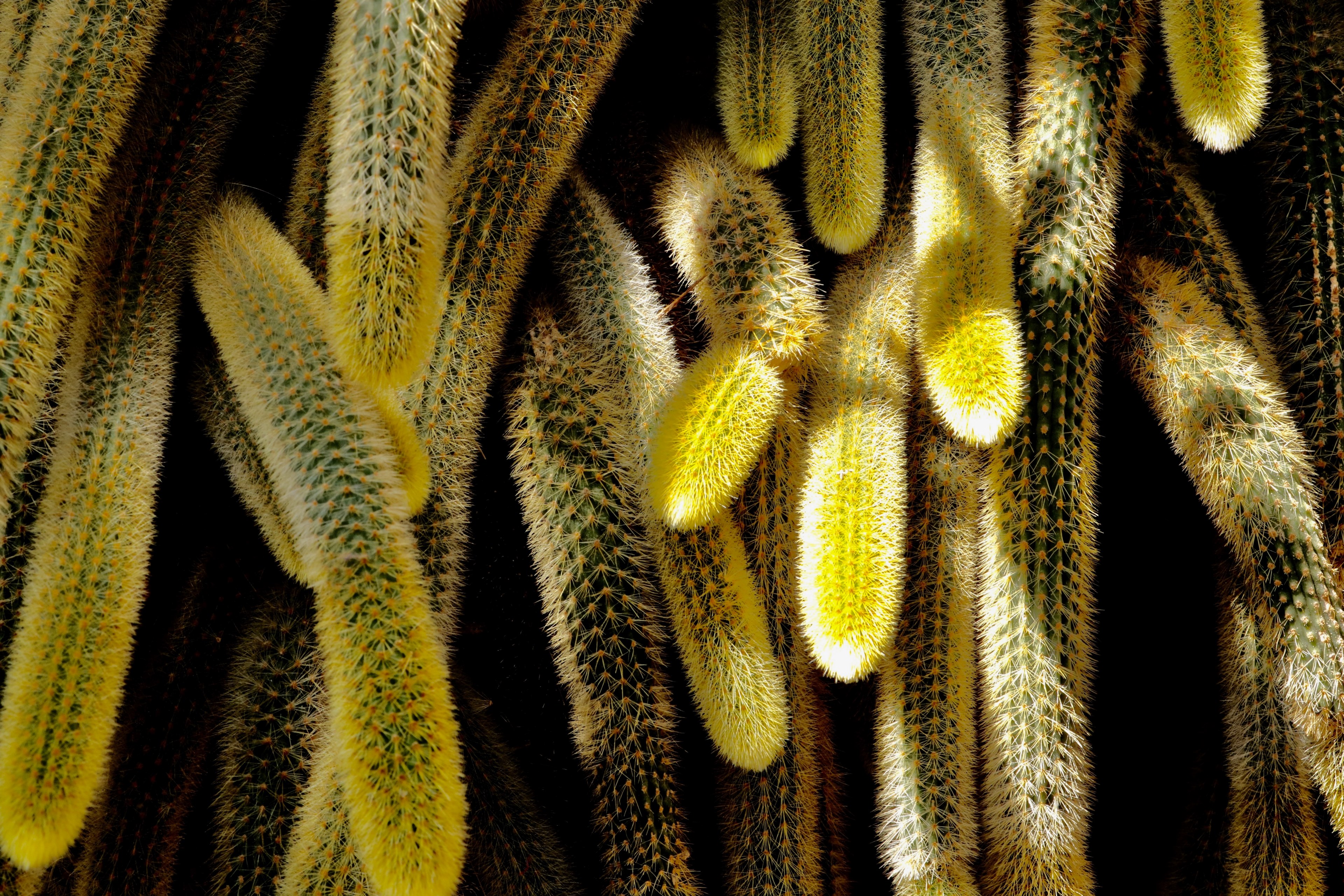 botany yellow green and plant 4k, HD Wallpaper