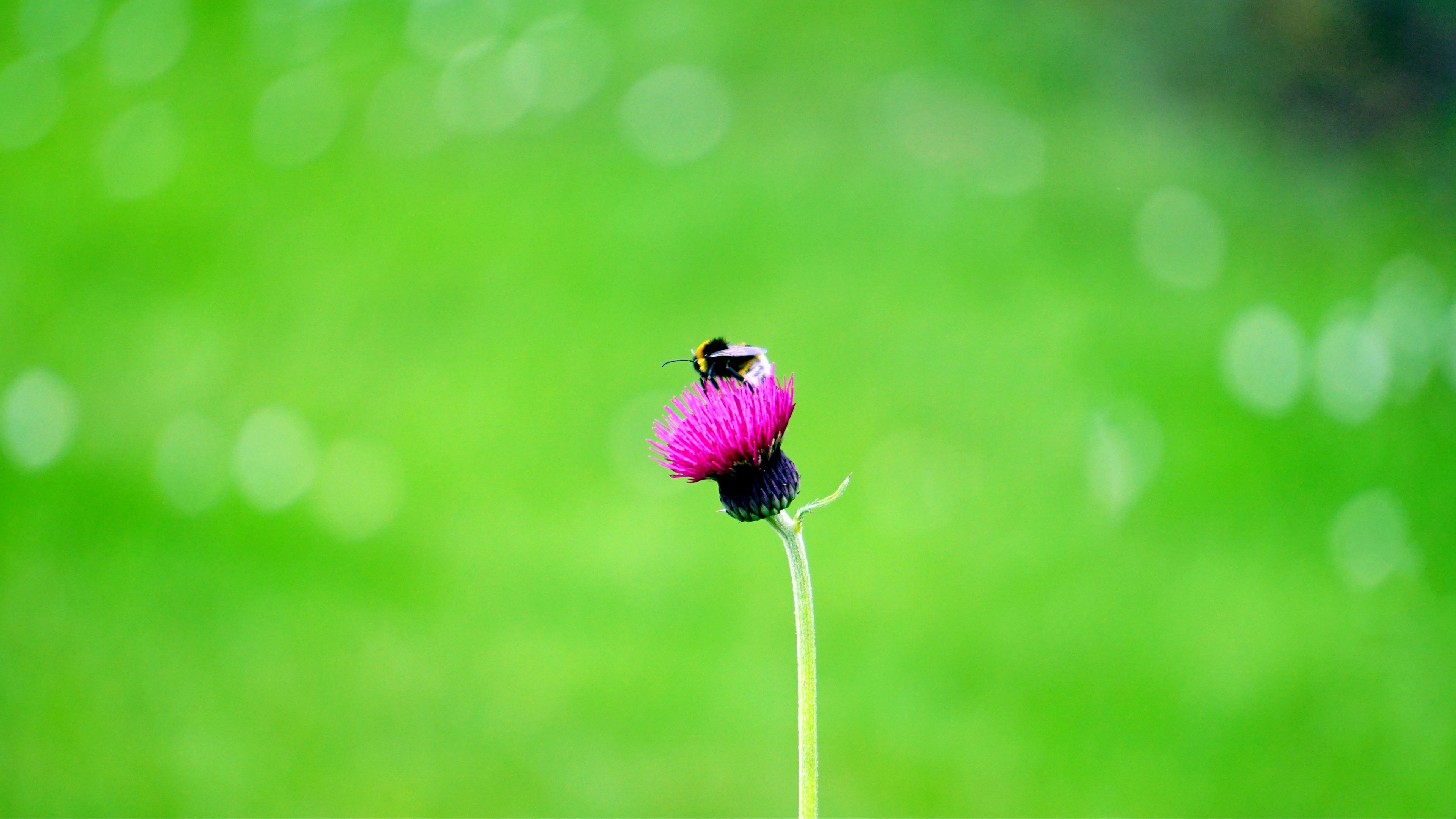 flower, bee, macro, bud, 4k, HD Wallpaper