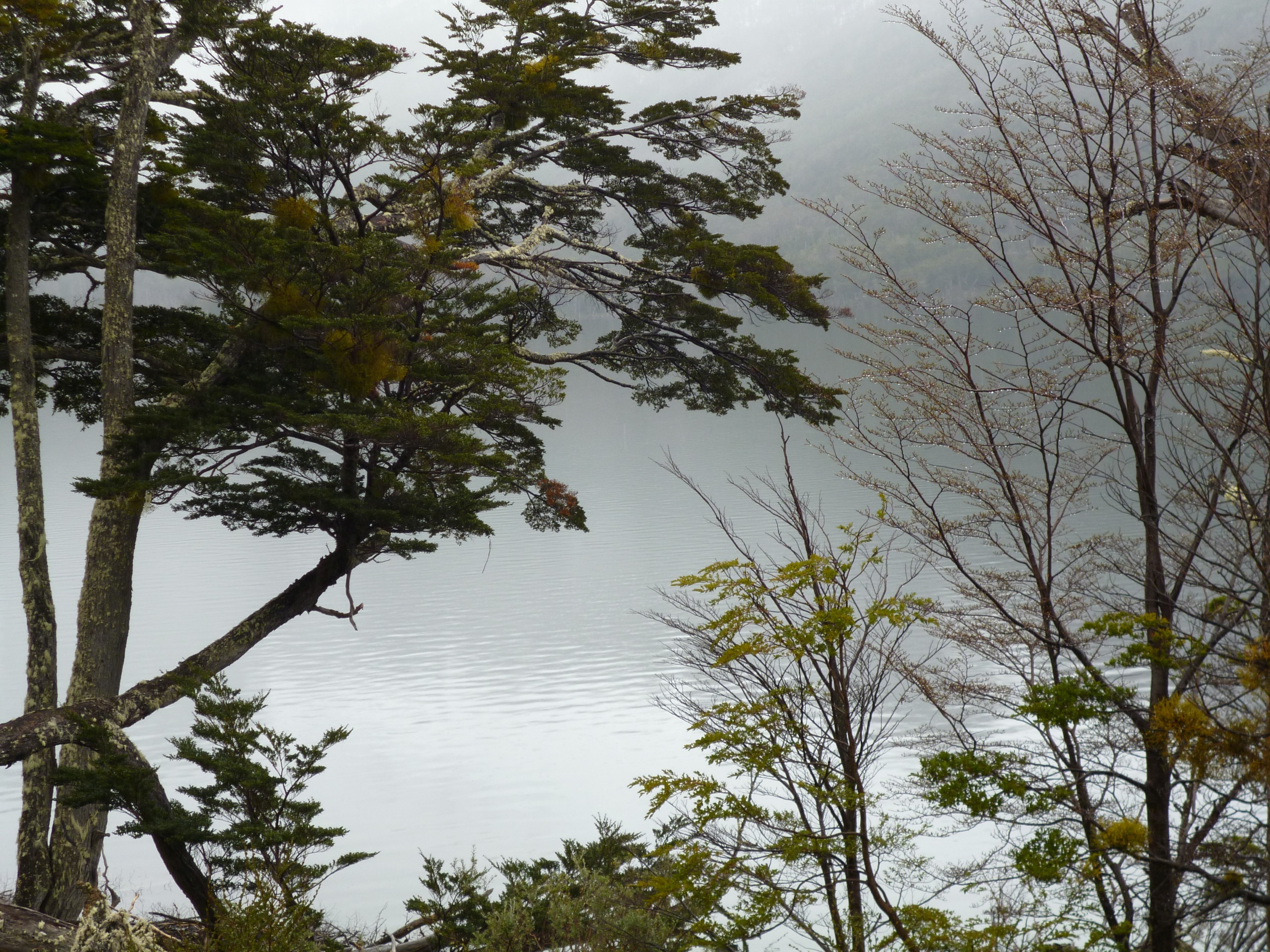 trees and bushes partly obscuring a mist shrouded lake, trees in front of a misty lake 4k, HD Wallpaper