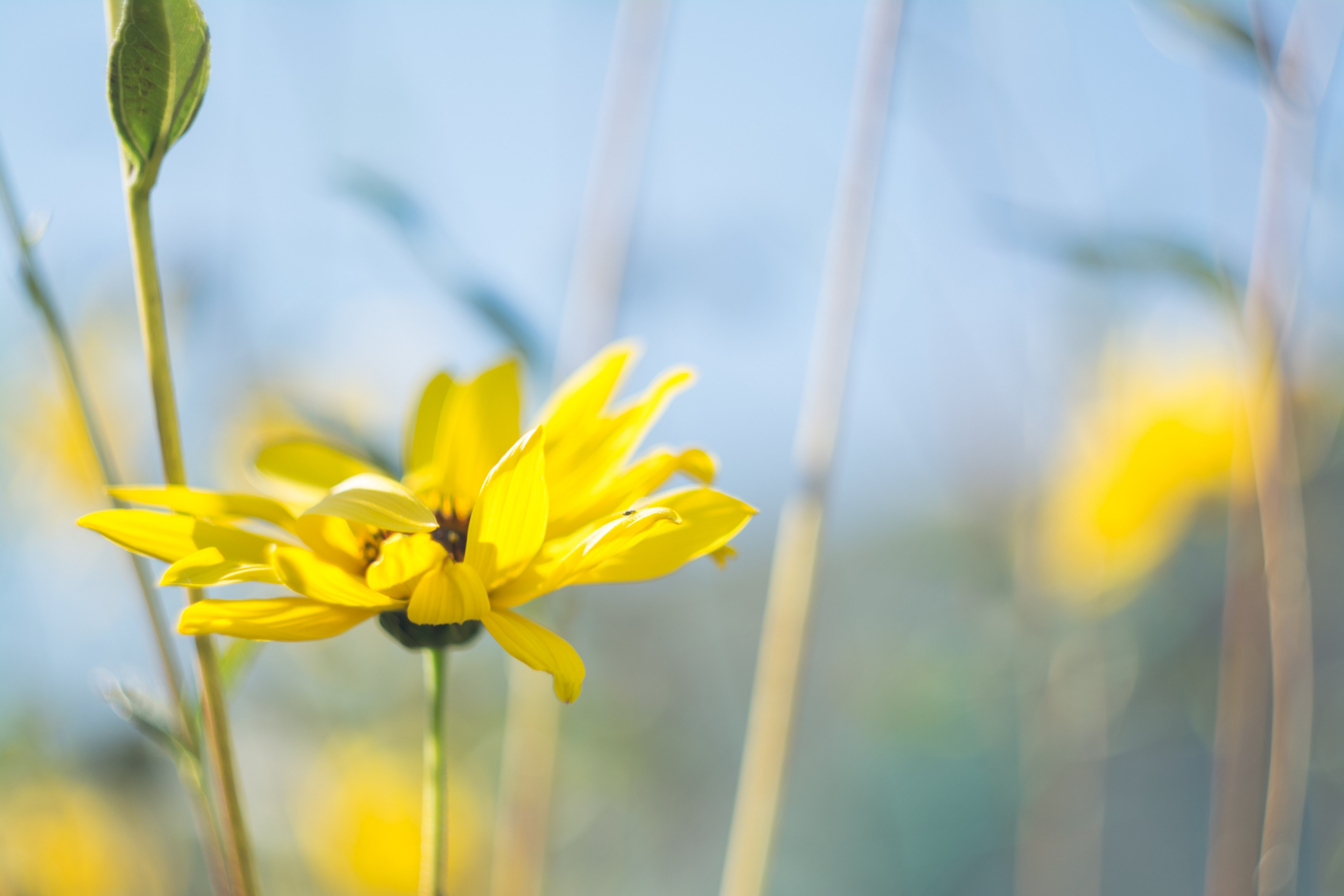 a macro shot of a yellow flower with long petals in blossom, yellow flower in macro 4k, HD Wallpaper