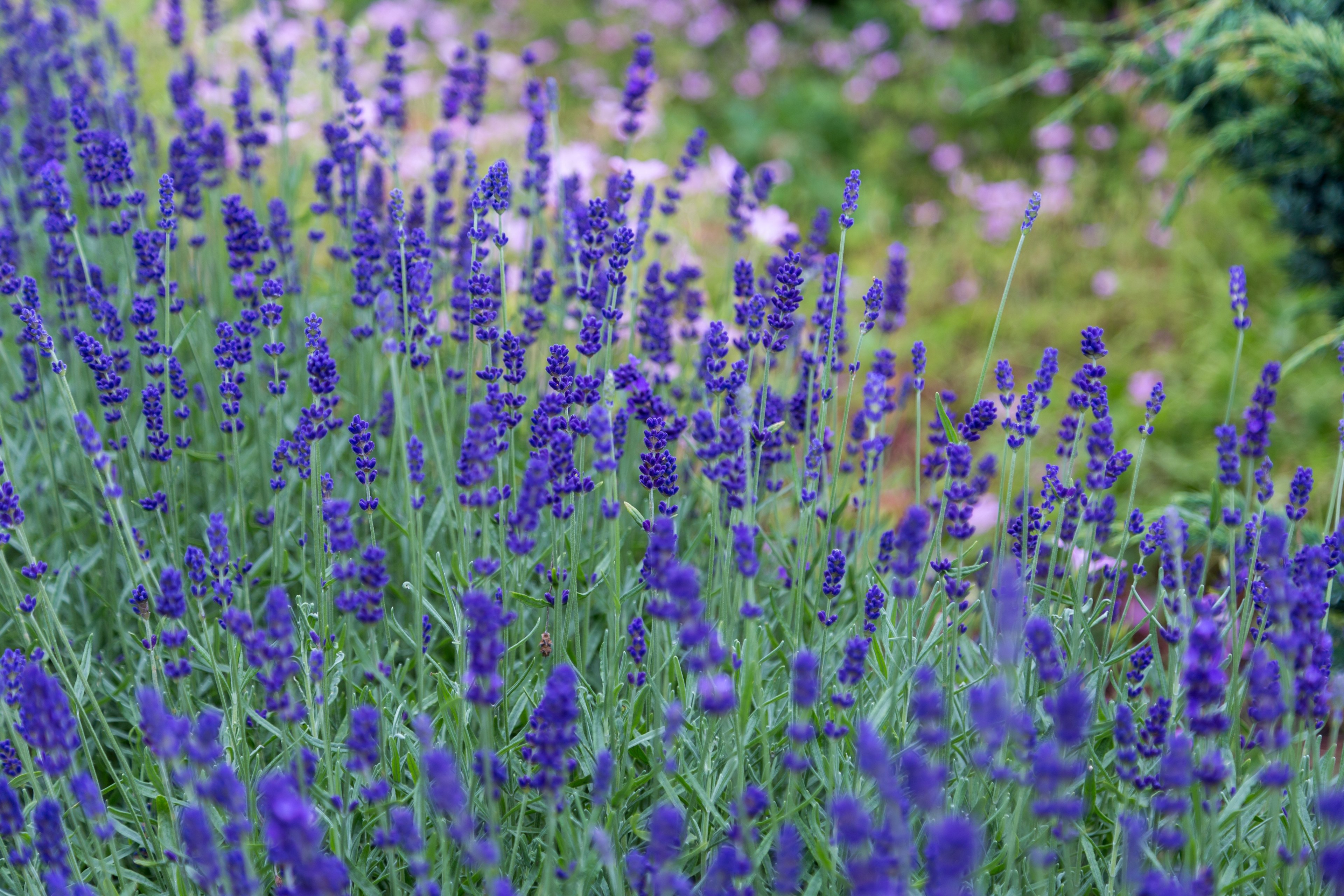 a large grouping of lavender flowers, lavender meadow 4k, HD Wallpaper