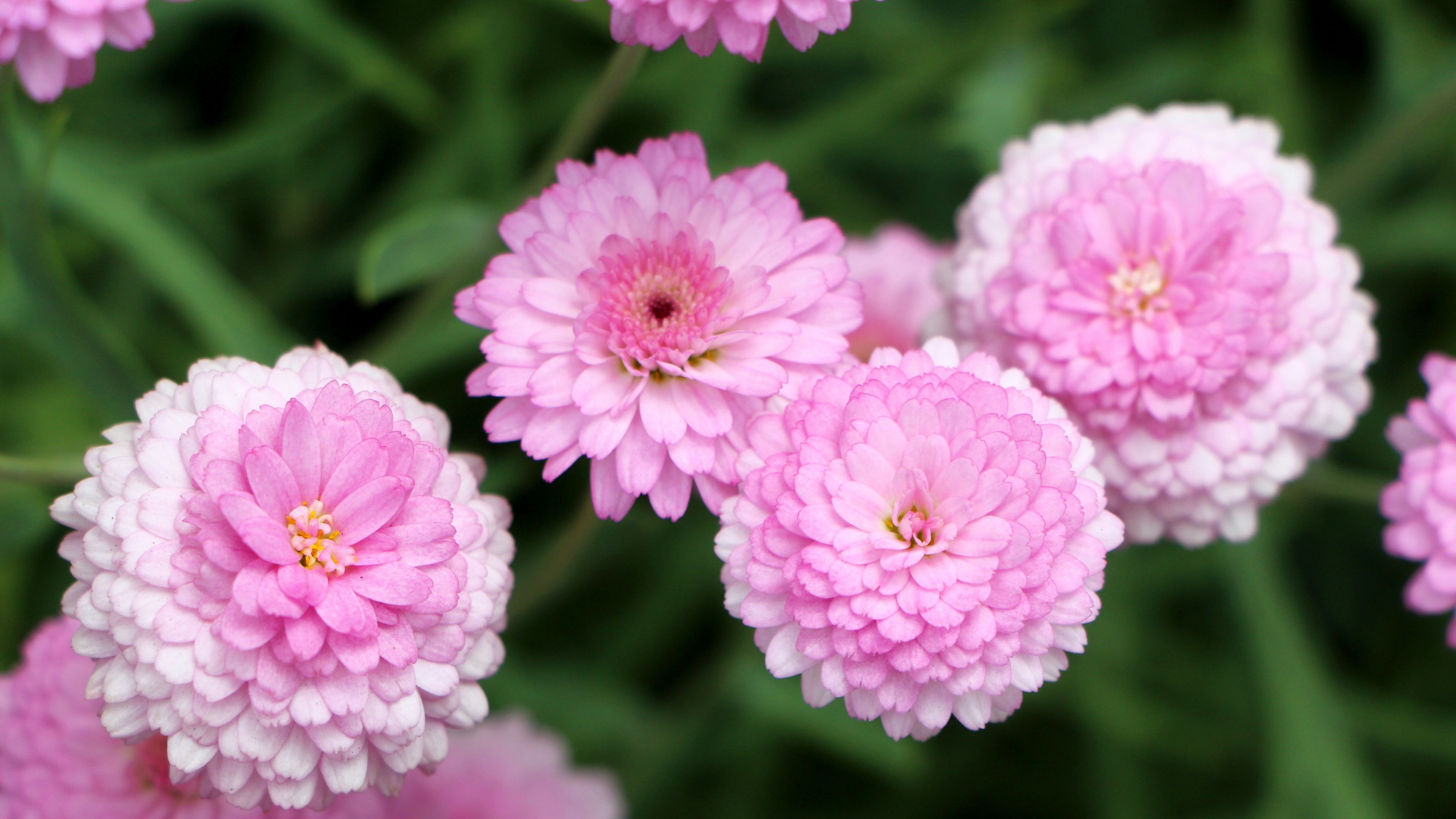 chrysanthemums, flowers, pink, 4k, HD Wallpaper