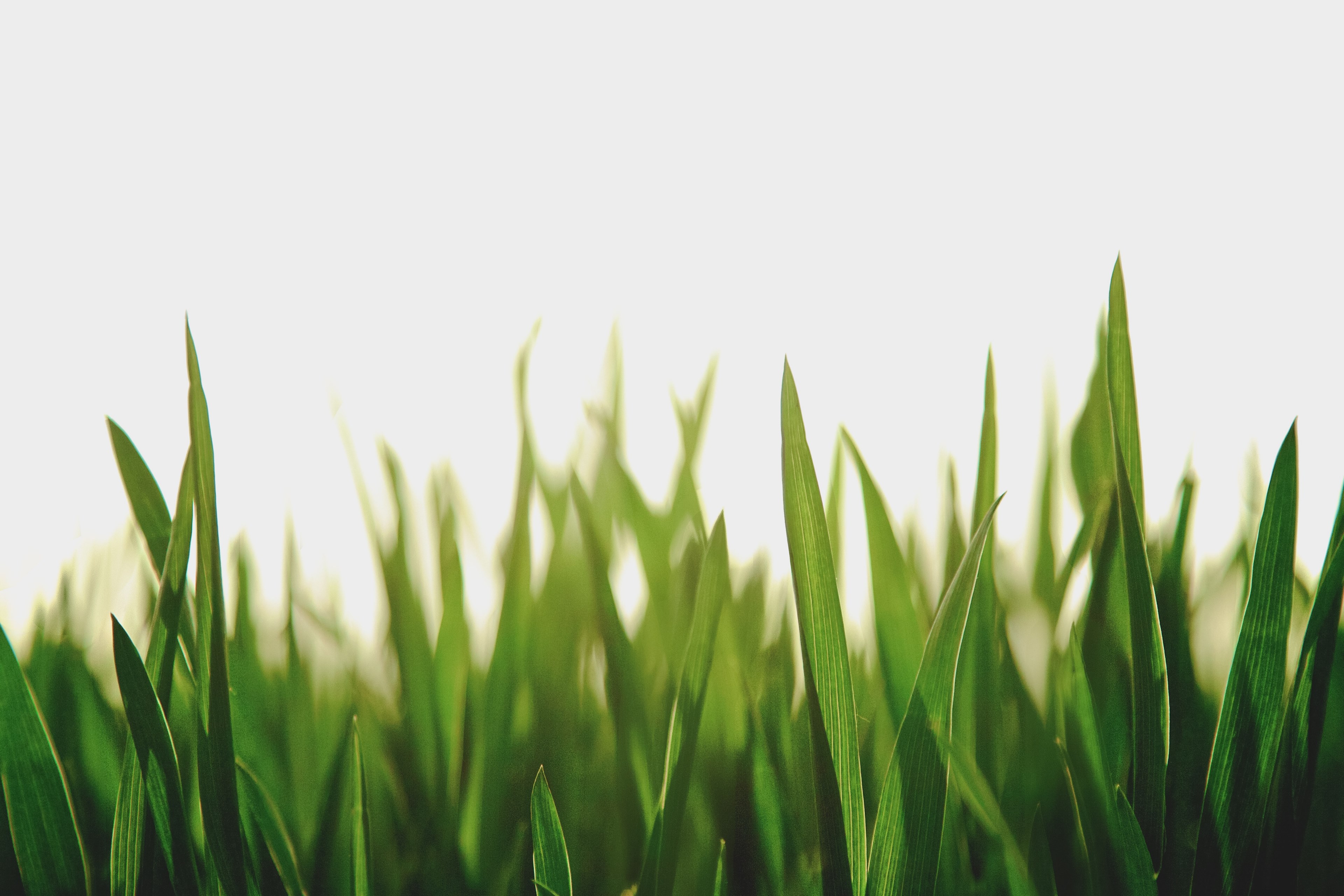blades of grass in yangling, yangling grass 4k, HD Wallpaper