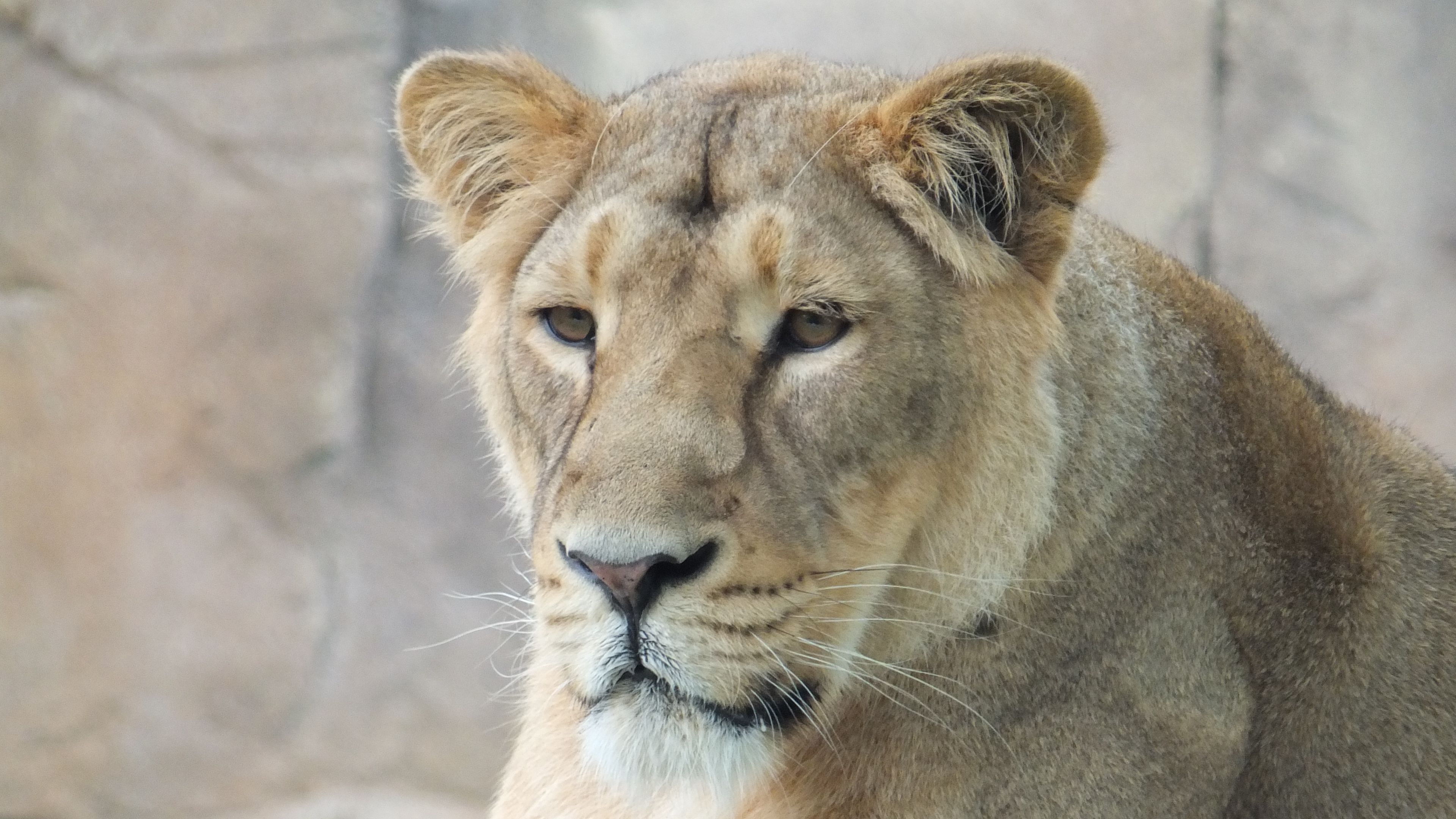 lioness, muzzle, predator, look, 4k, HD Wallpaper