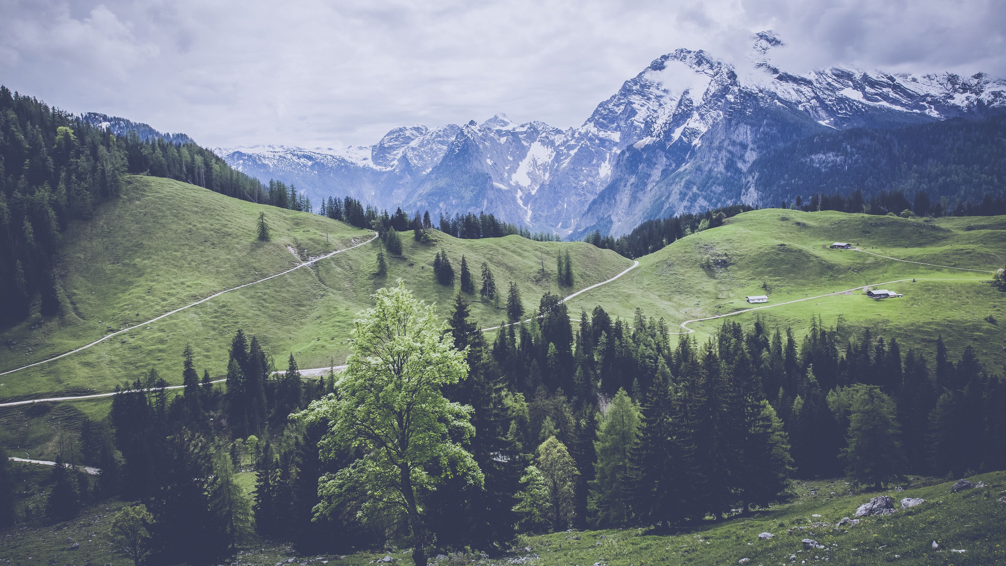 mountains, grass, forest, meadow, pasture, 4k, HD Wallpaper