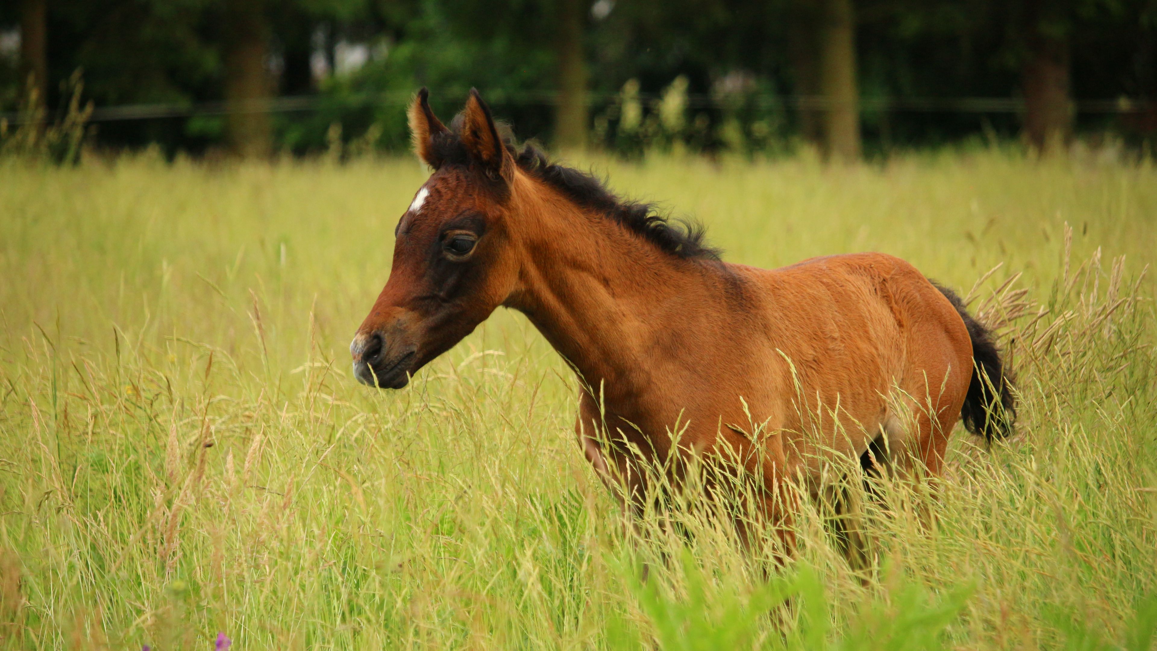horse, colt, pasture, meadow, 4k, HD Wallpaper