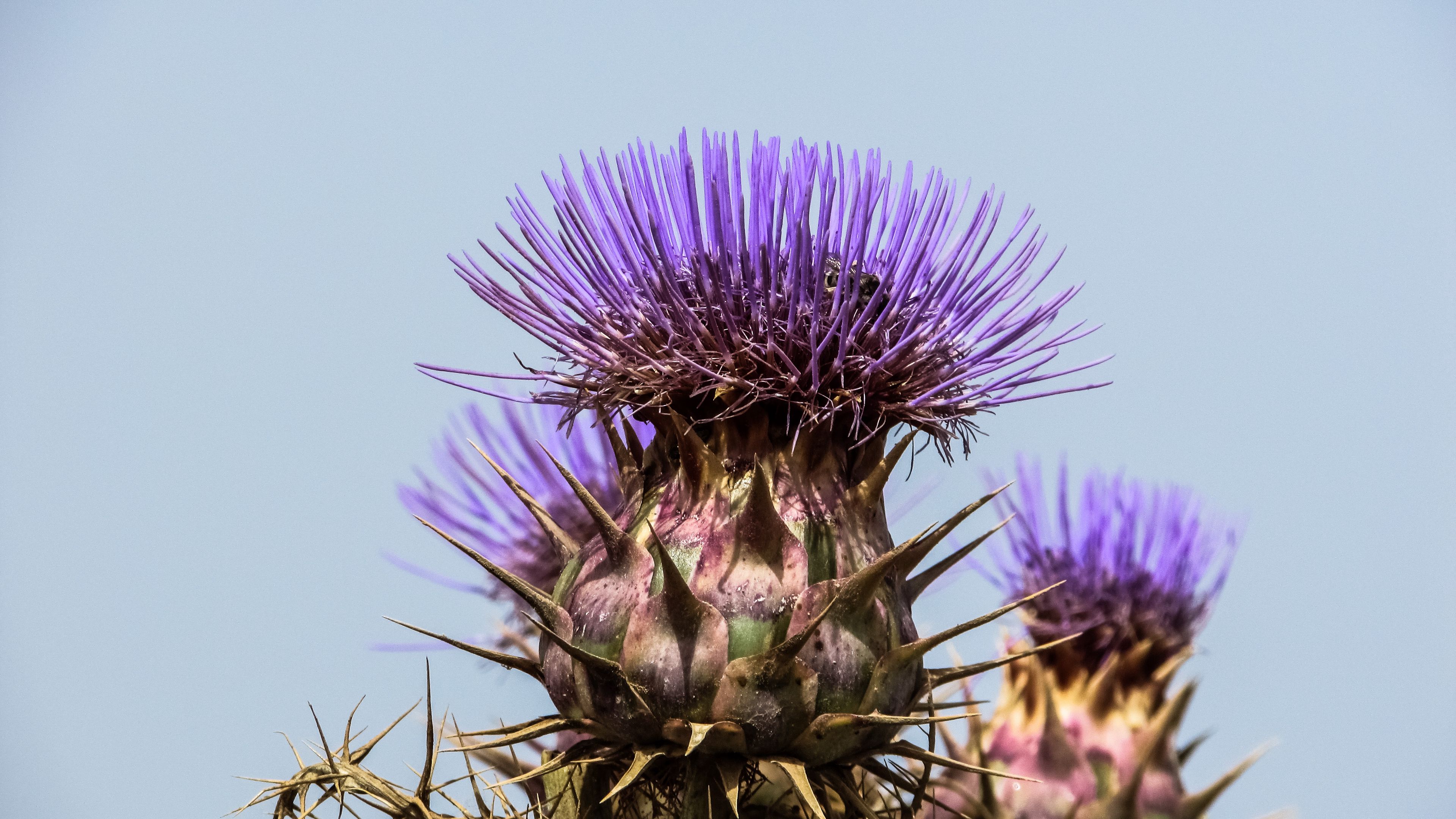 spanish artichoke, plant, flower, 4k, HD Wallpaper
