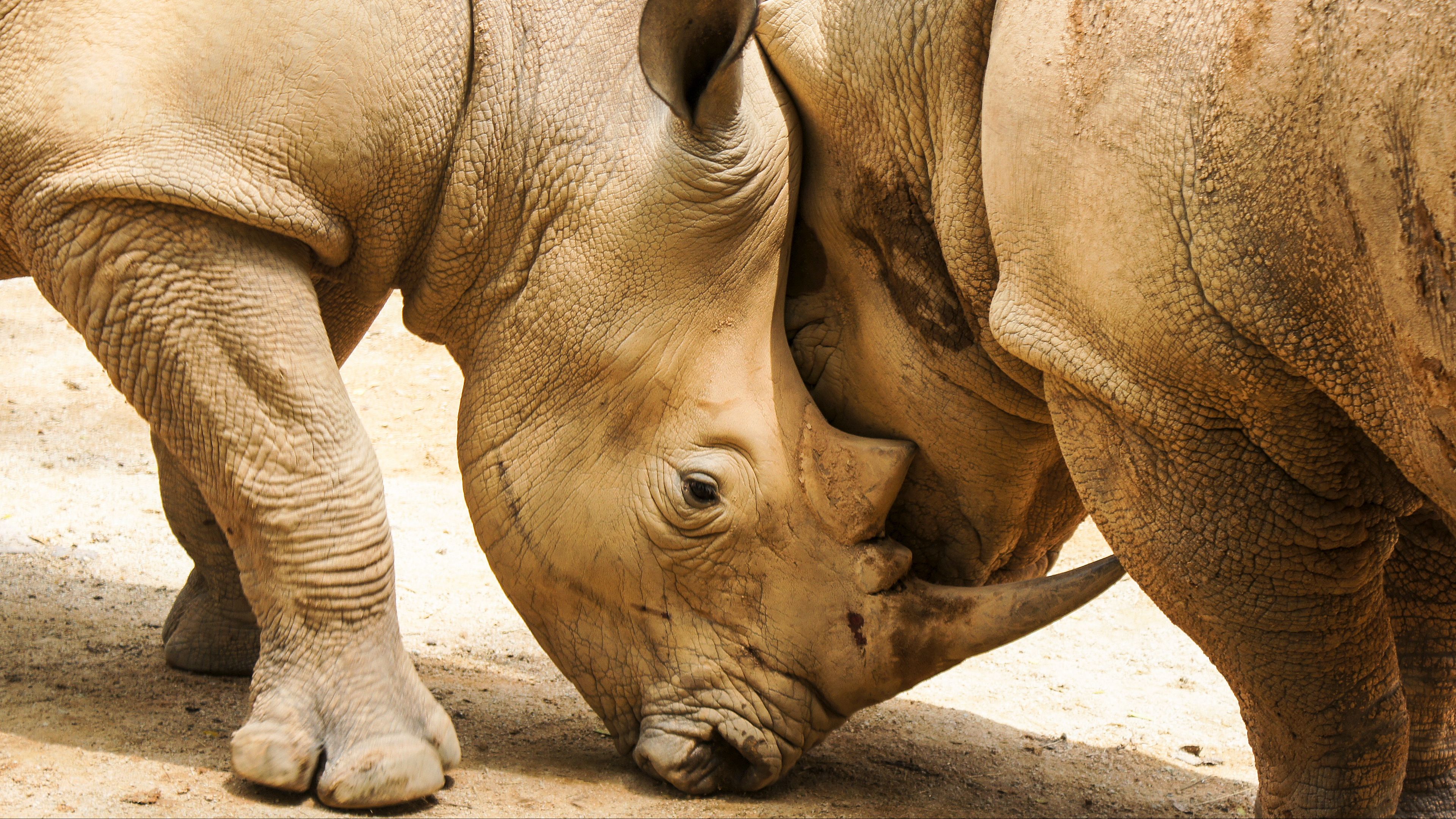 rhinoceroses, couple, horns, 4k, HD Wallpaper
