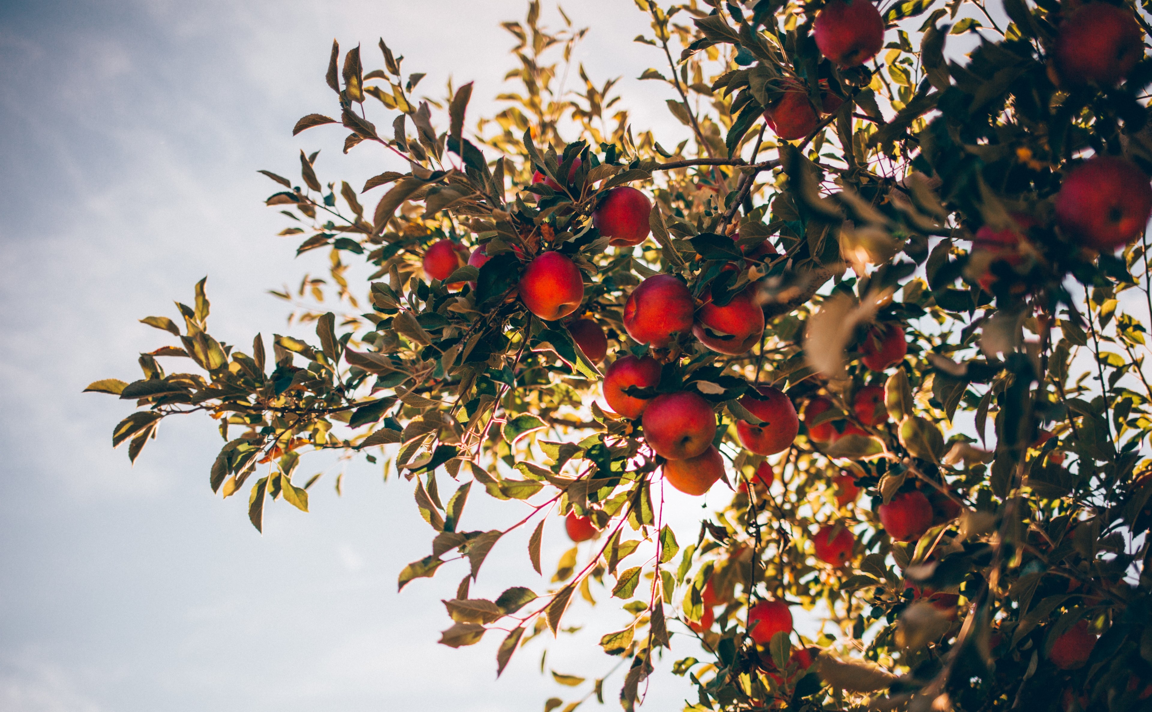 apple picking 4k, HD Wallpaper