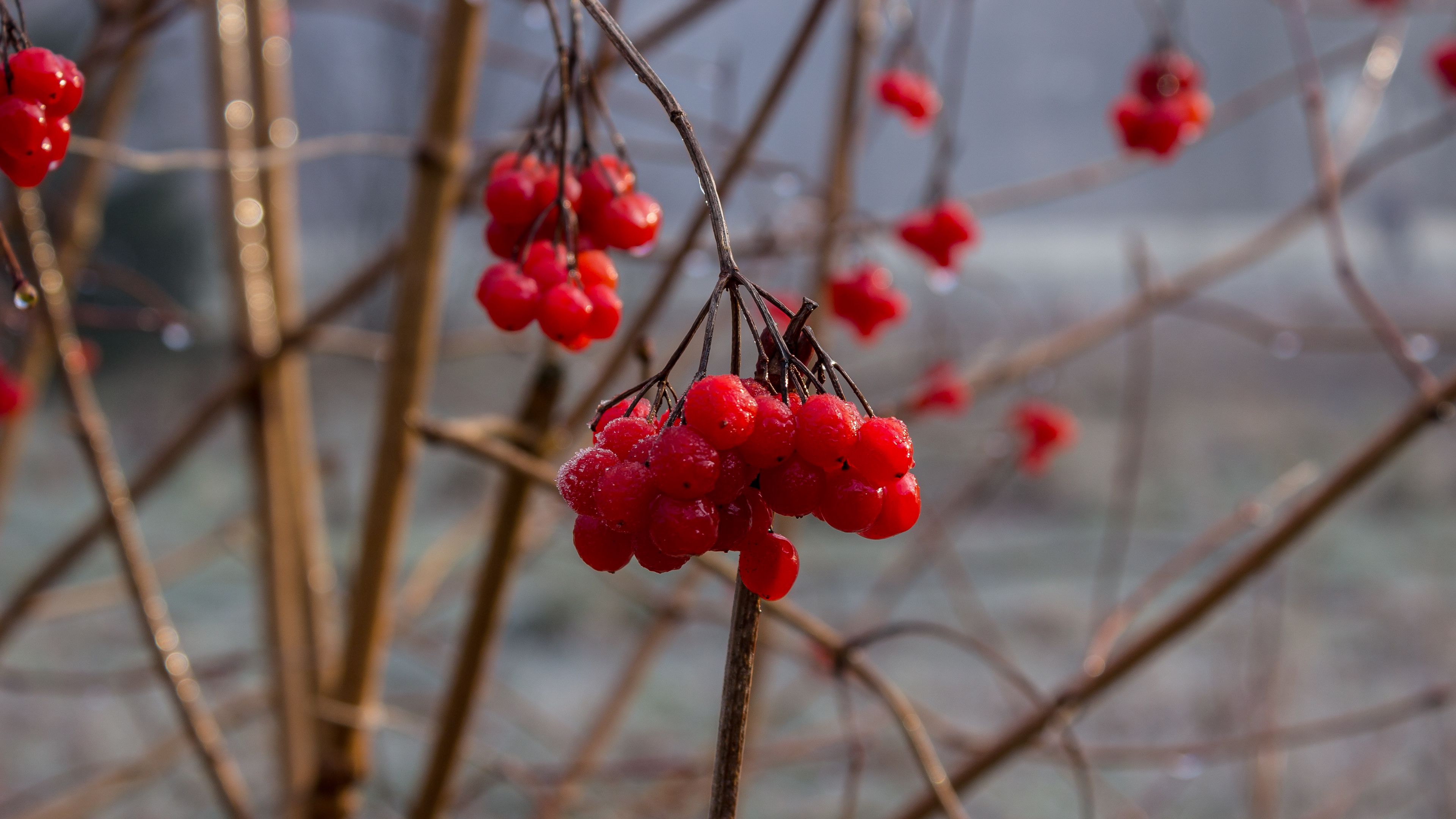 rowan, berry, branch, 4k, HD Wallpaper
