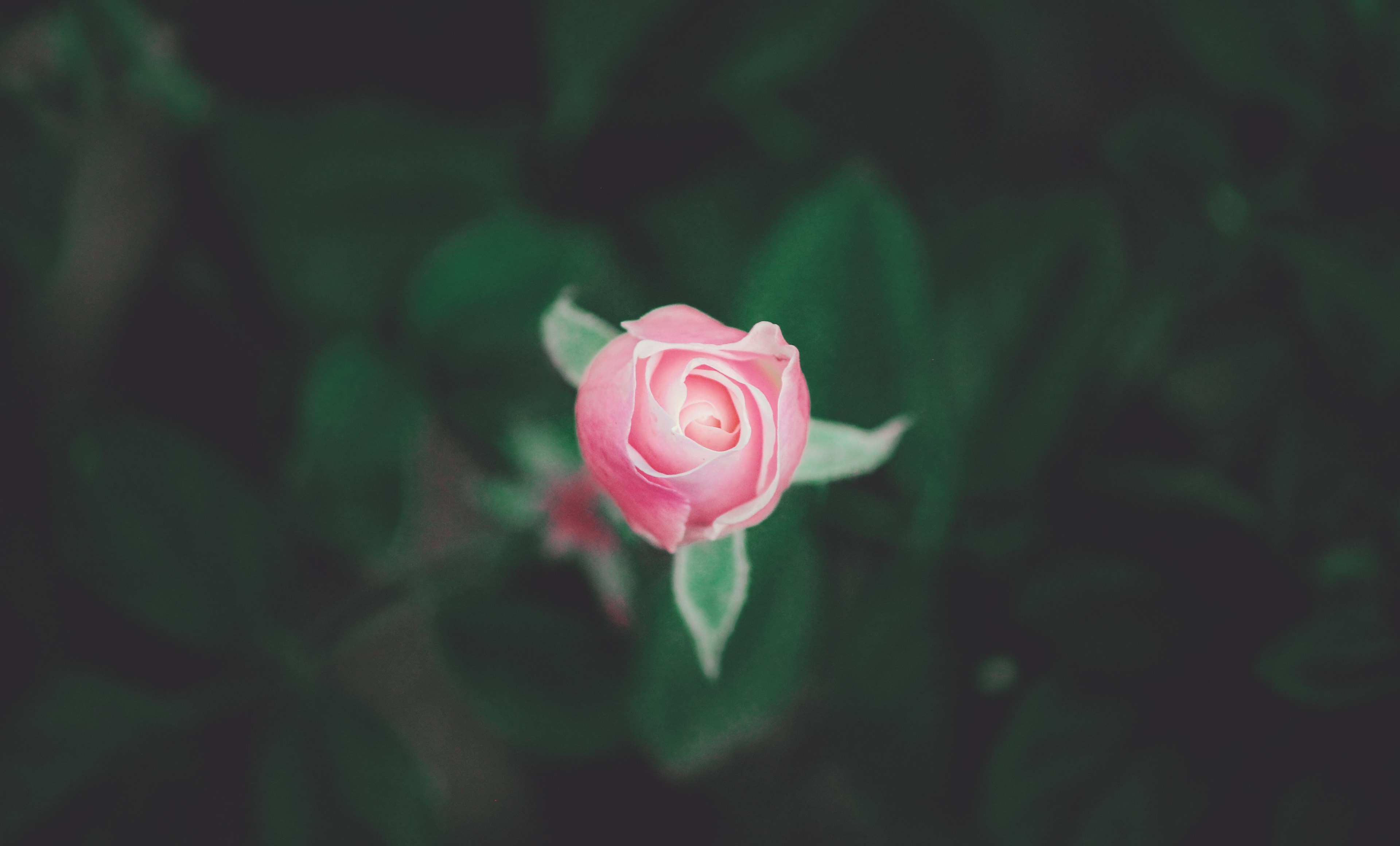 blossoming in nature 4k, HD Wallpaper
