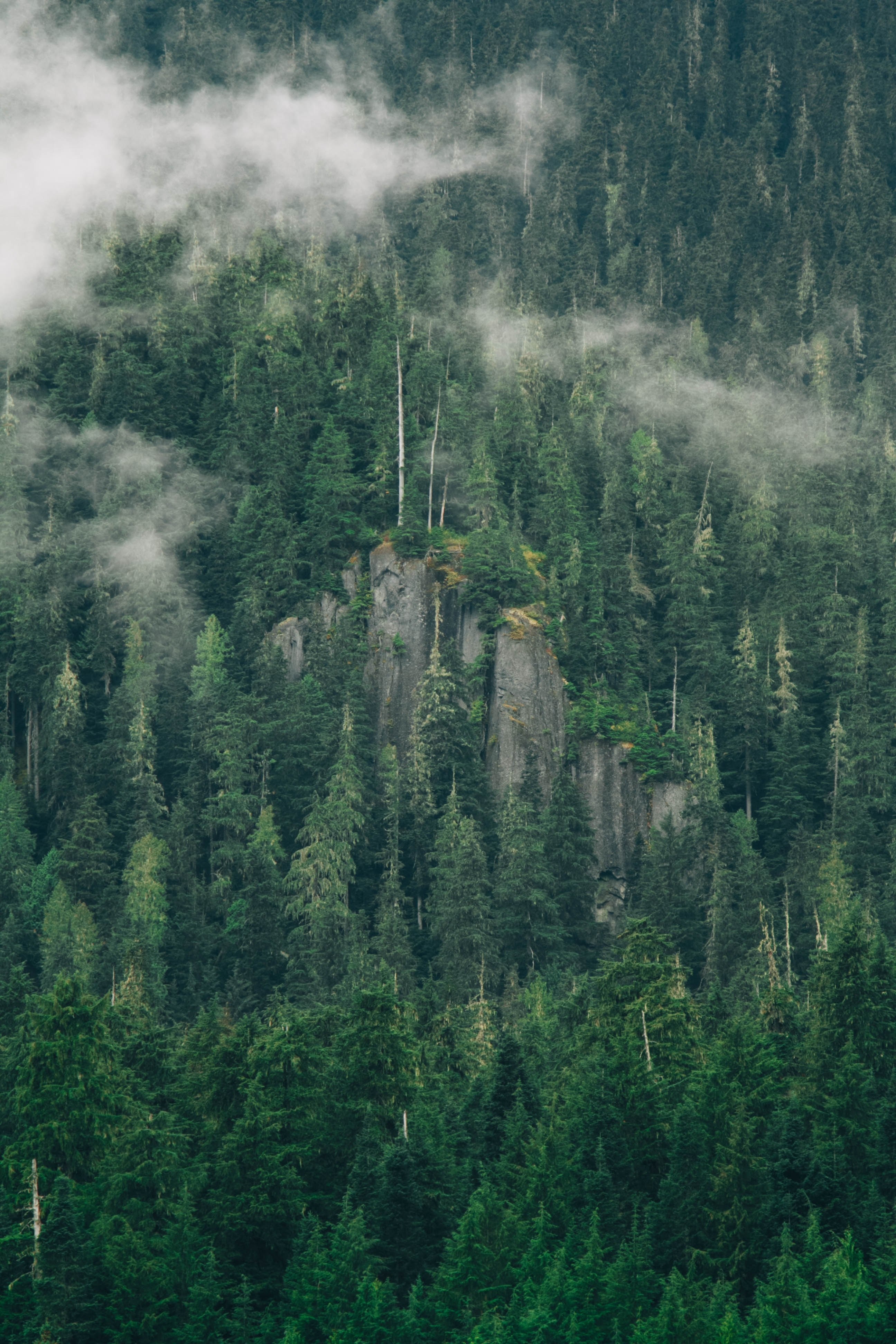 a mist shrouded rock formation in the middle of an evergreen forest, misty rocks in a forest 4k, Phone HD Wallpaper