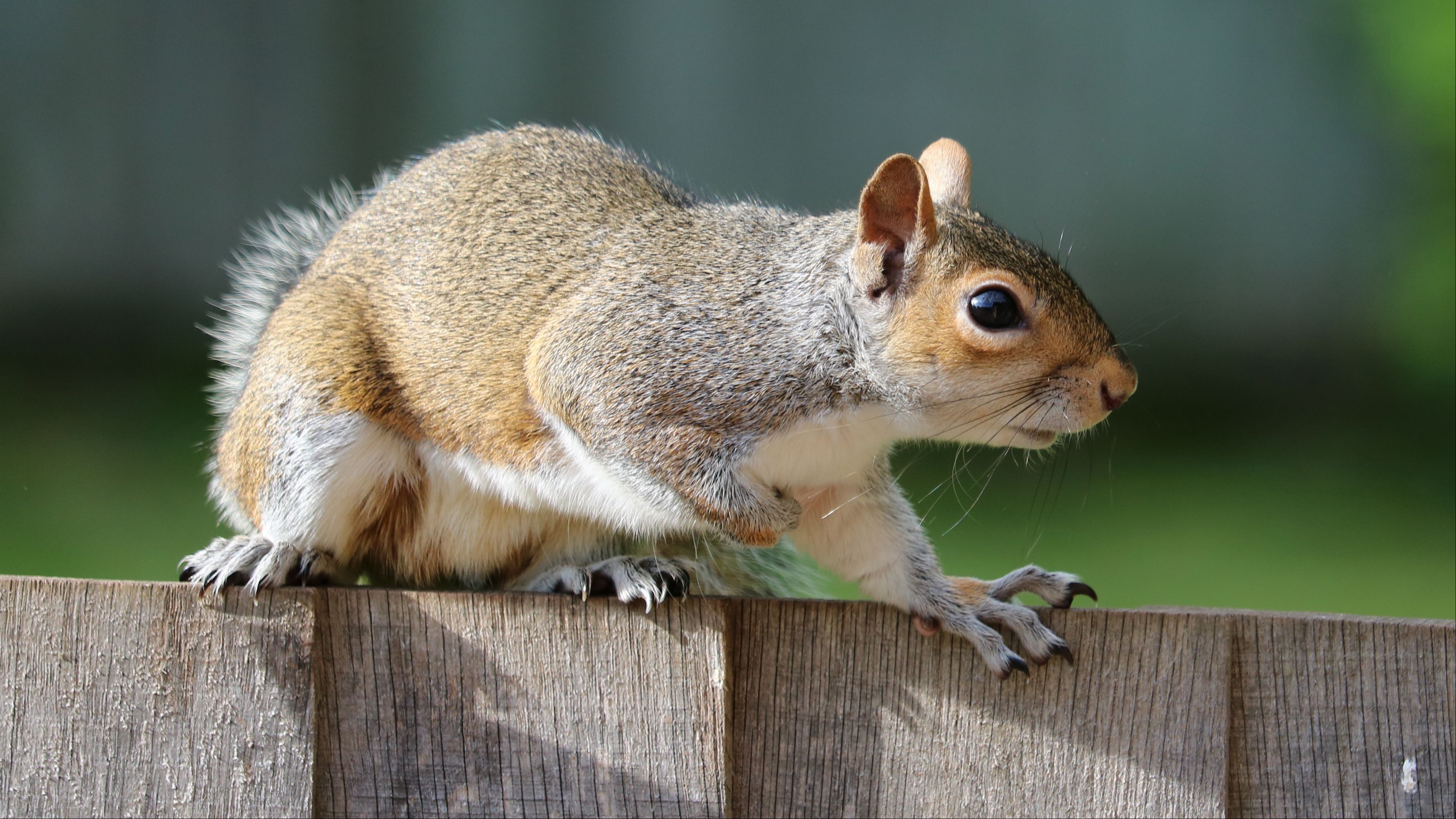 squirrel, animal, fear, fence, 4k, HD Wallpaper