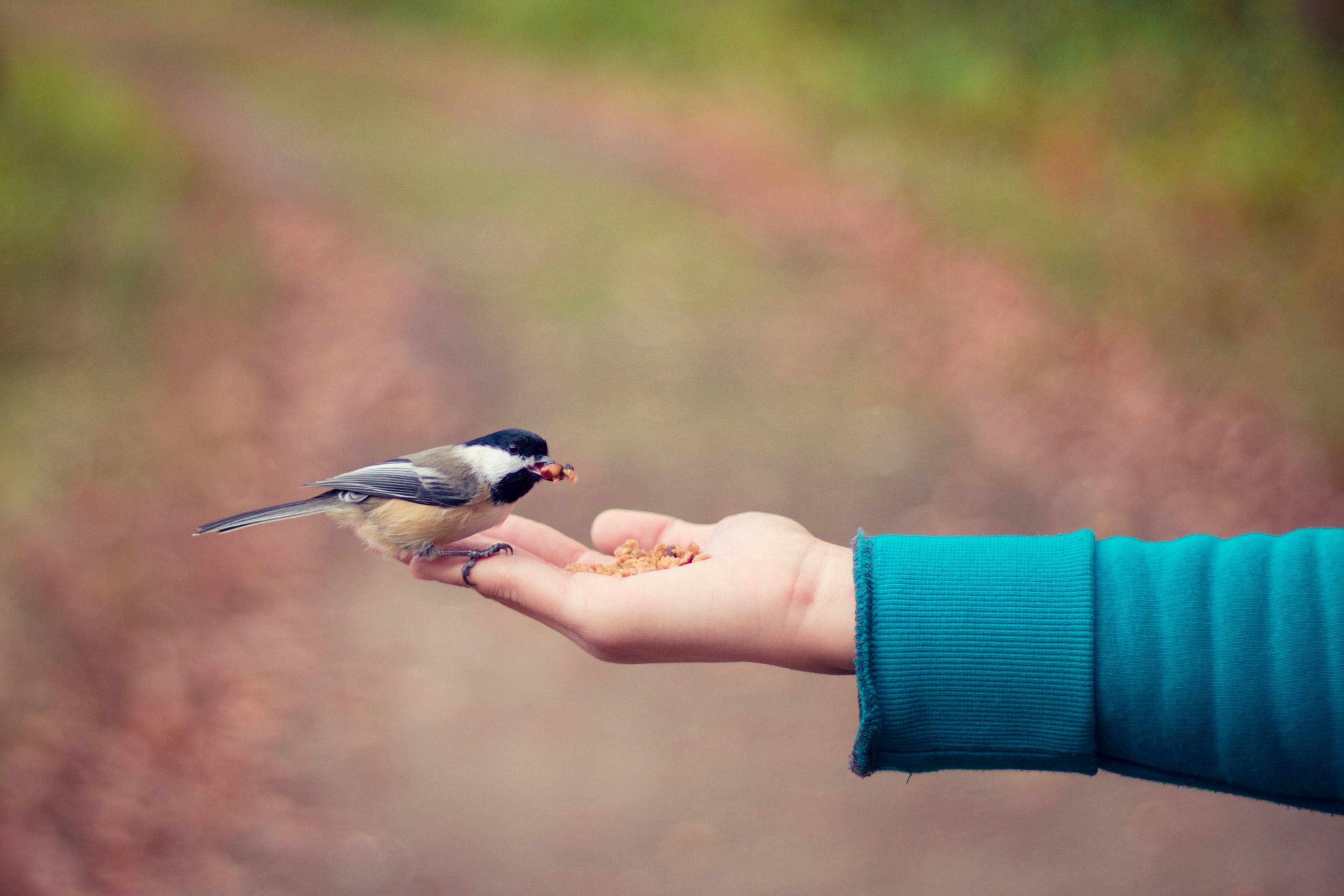 small bird perched on an outstretched hand with seed, bird in hand 4k, HD Wallpaper