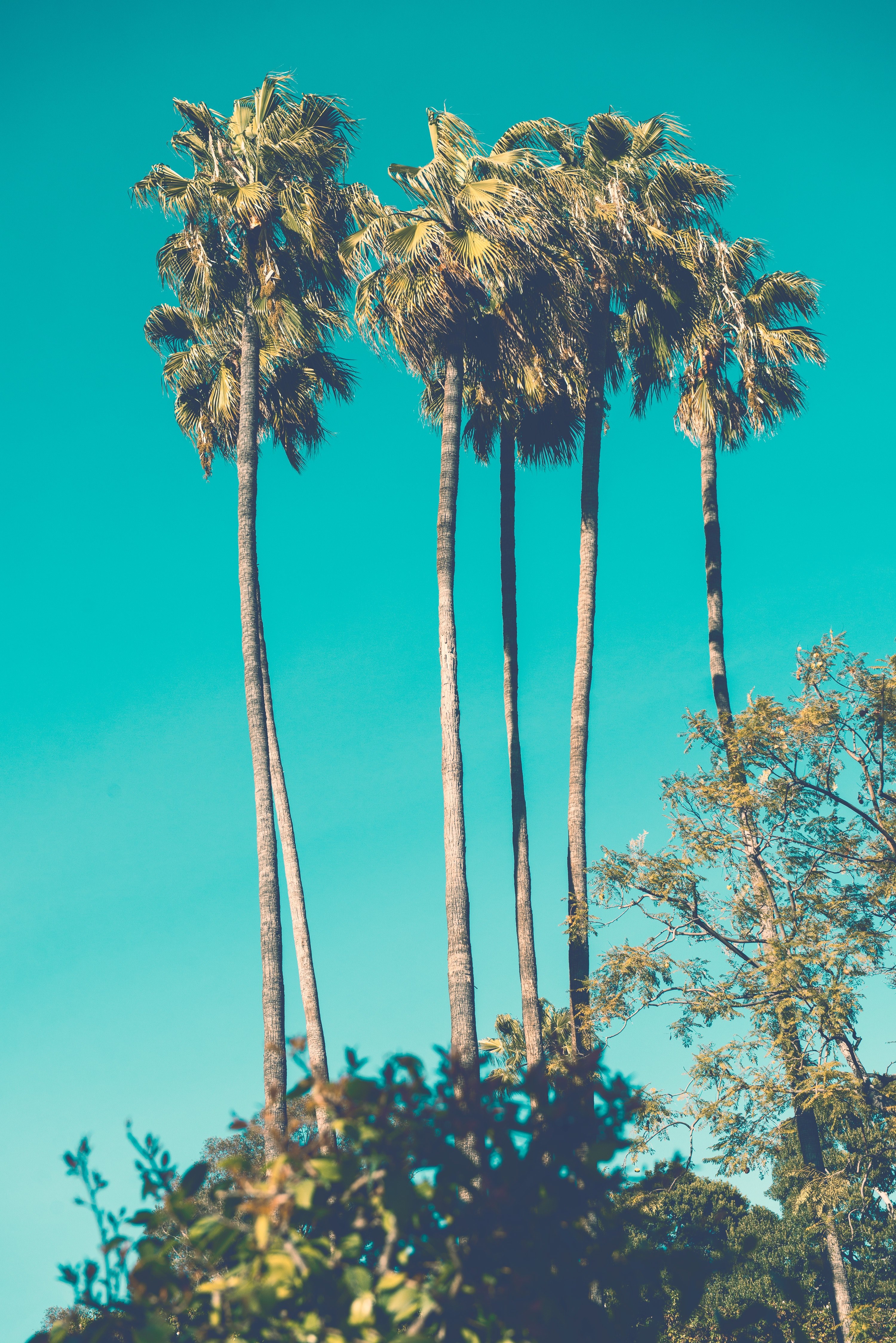 a cluster of palm trees, palm trees 4k, Phone HD Wallpaper